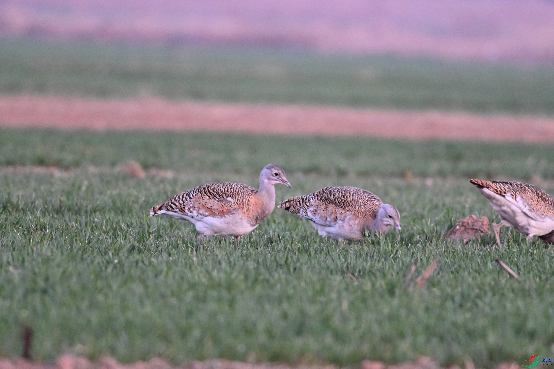 DSC_1785.JPG