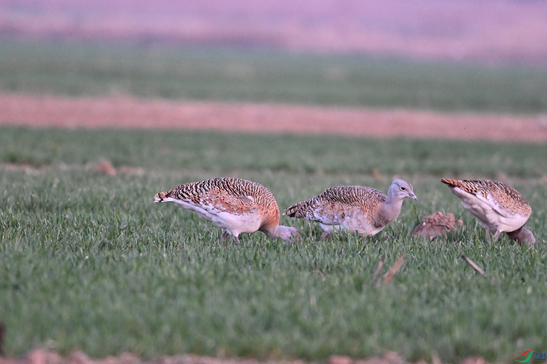 DSC_1789.JPG