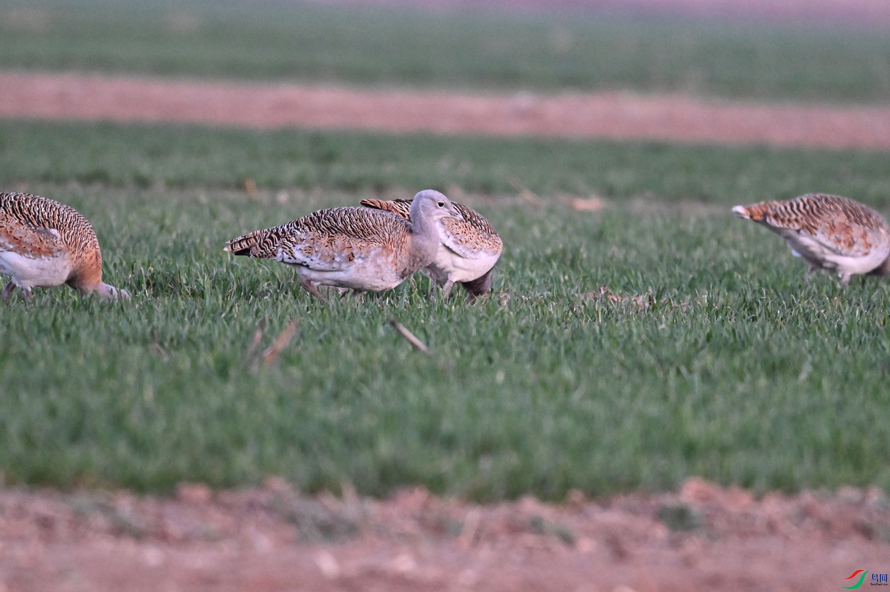 DSC_1790.JPG