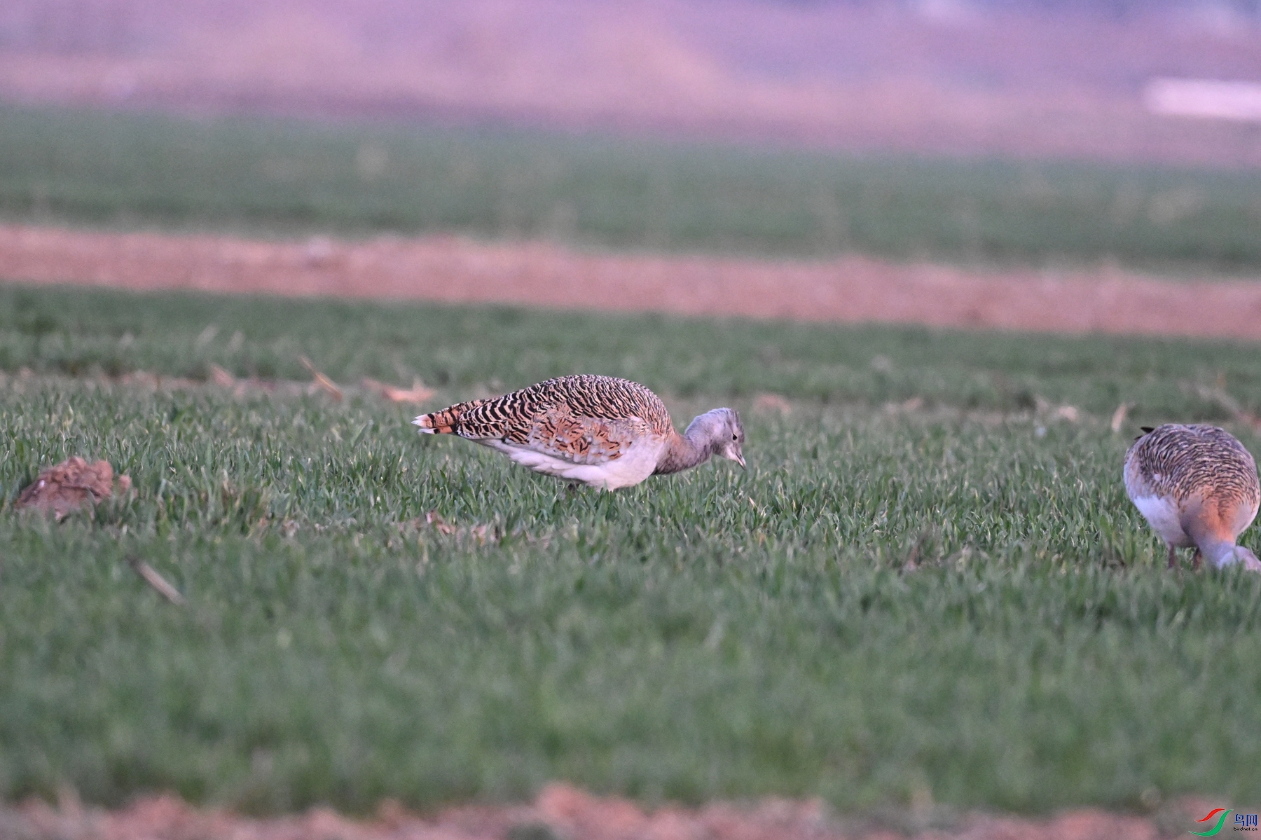 DSC_1777.JPG