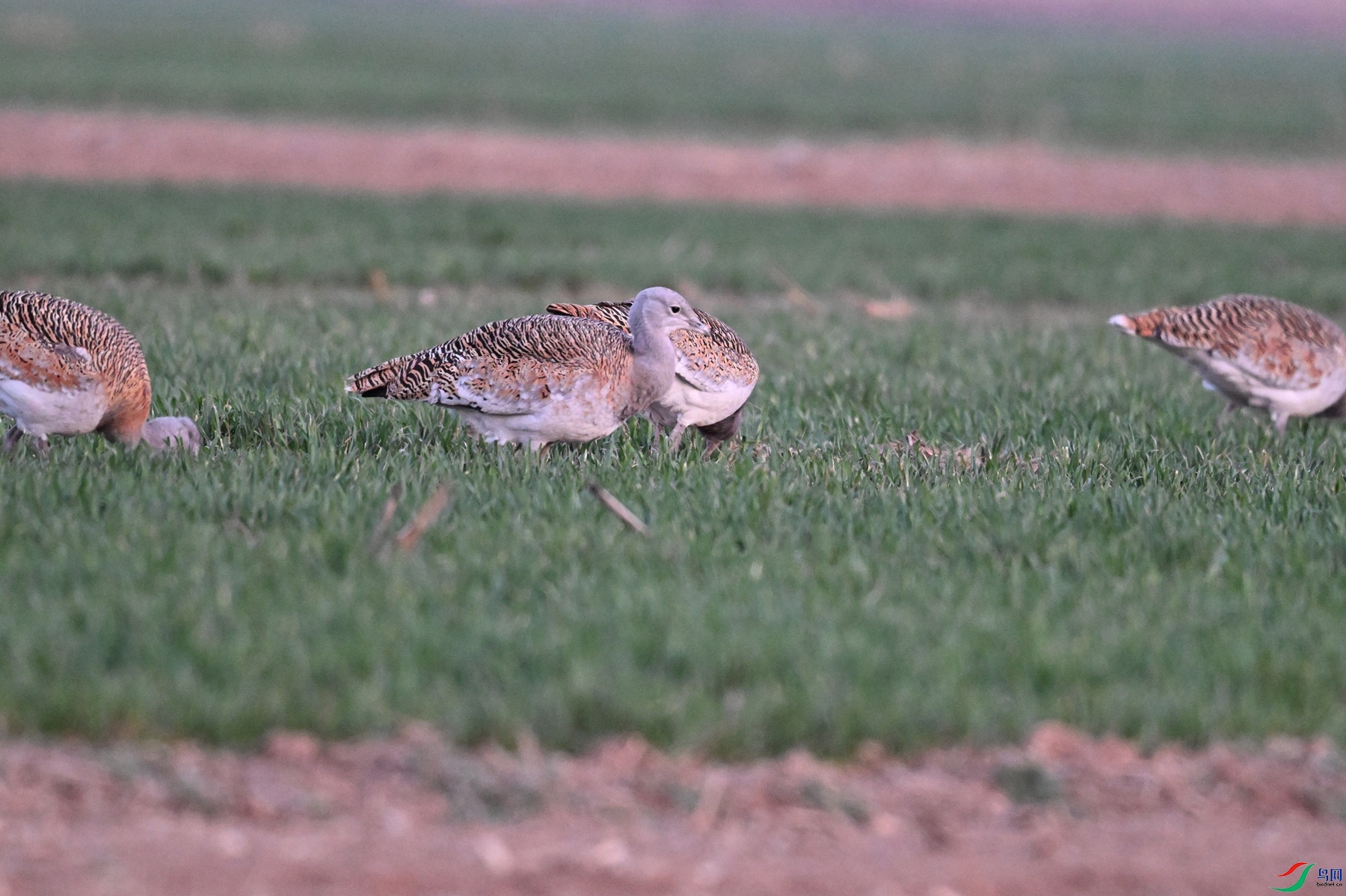 DSC_1792.JPG