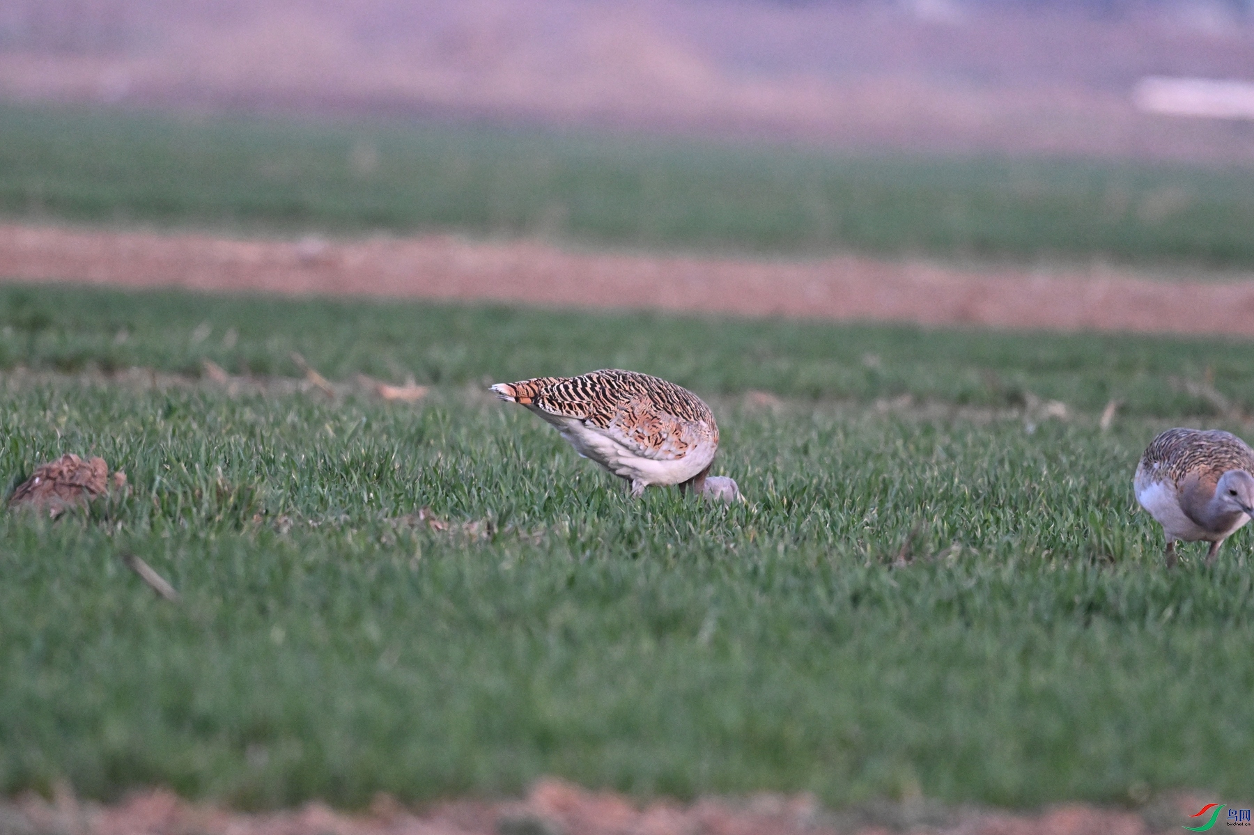 DSC_1782.JPG