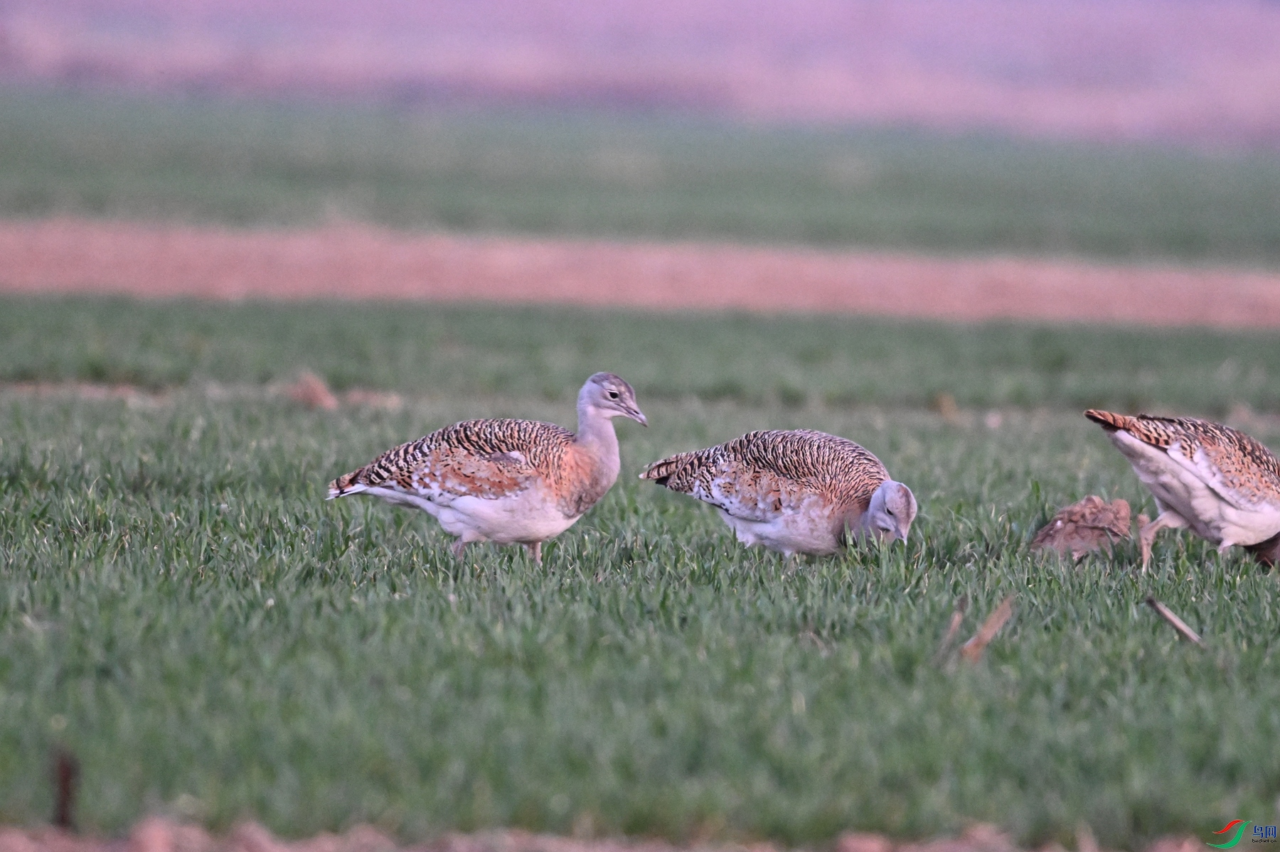 DSC_1784.JPG