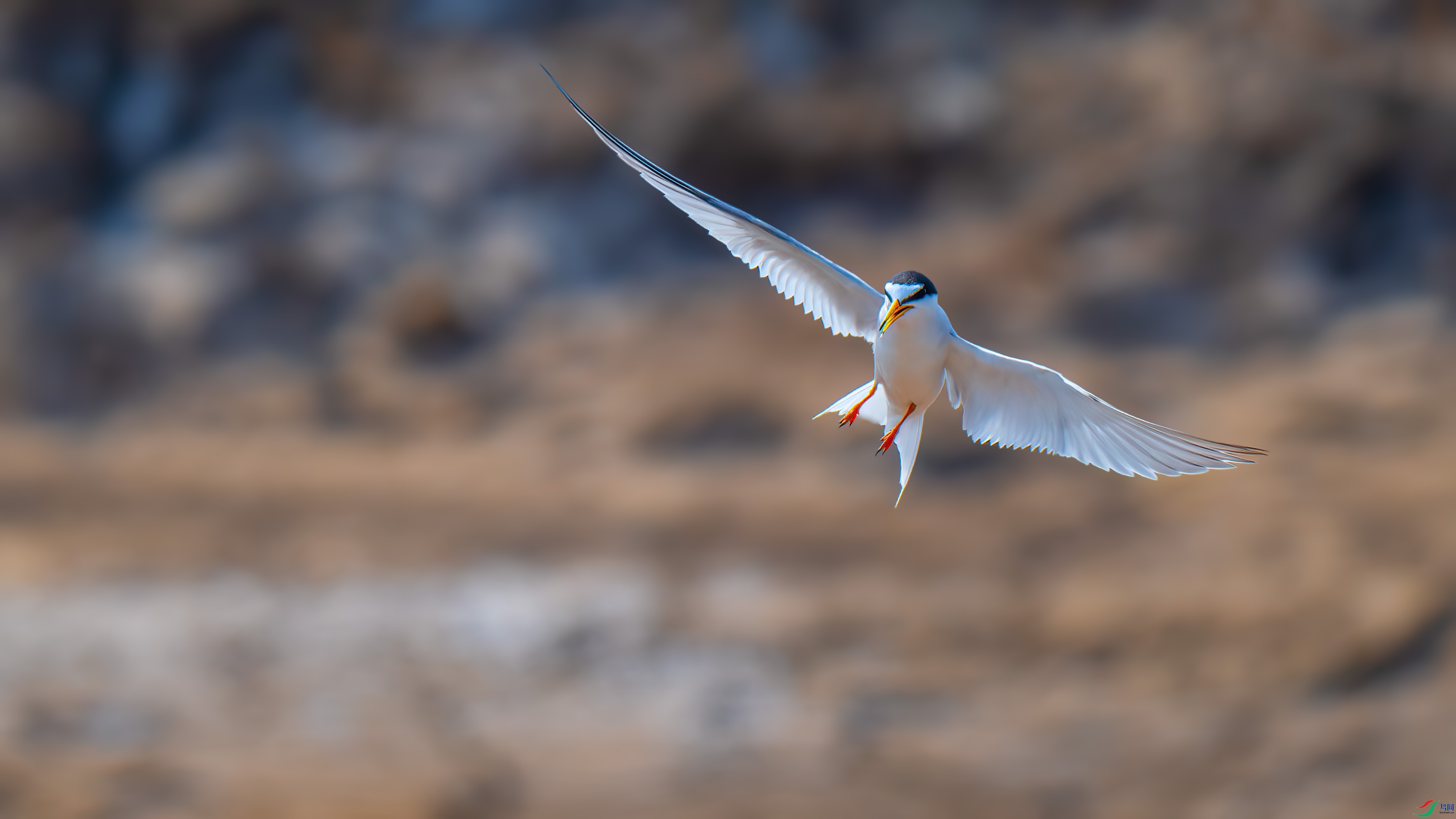 DSC_4266-����ǿ-NR.jpg
