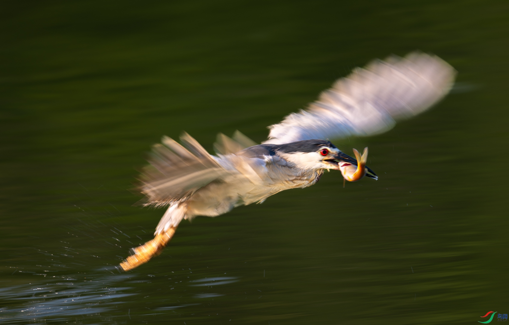 DSC_5964-DxO_DeepPRIME XD2s_XD-2.jpg