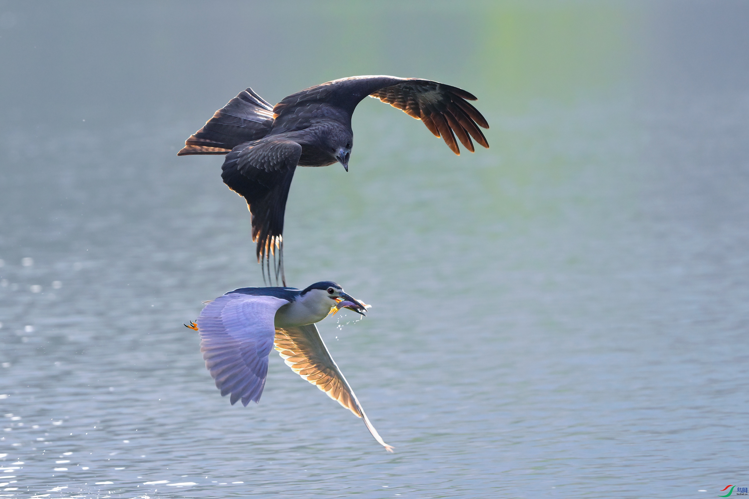 _DSC7335x.jpg