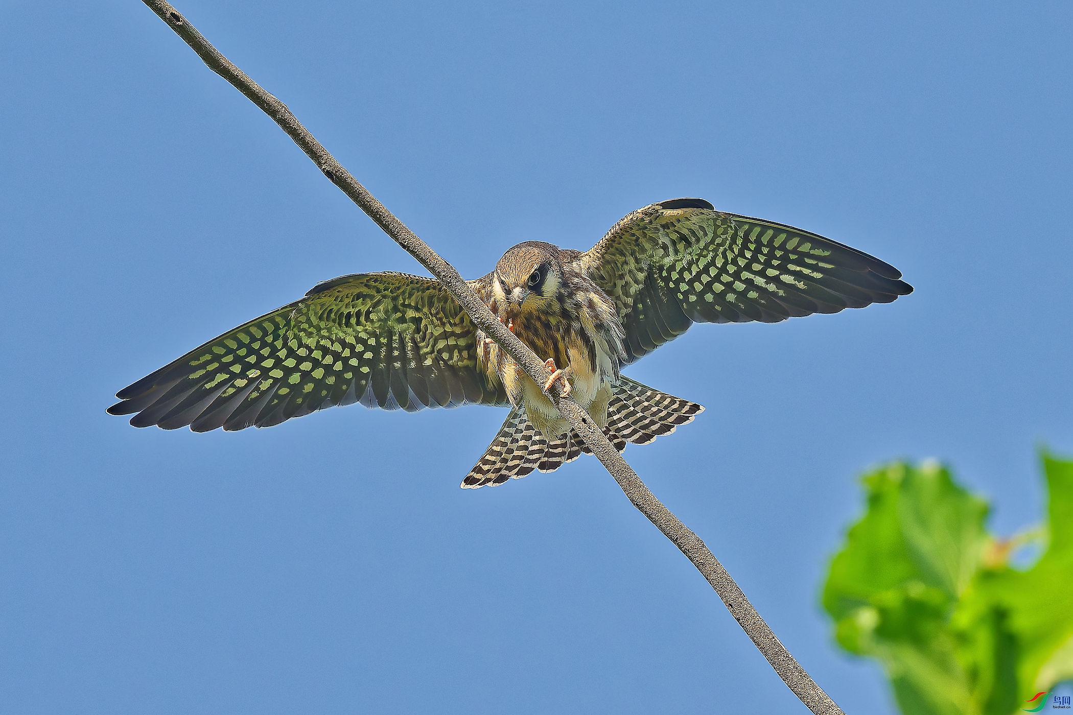 DSC_2521_DXO_DXO.jpg