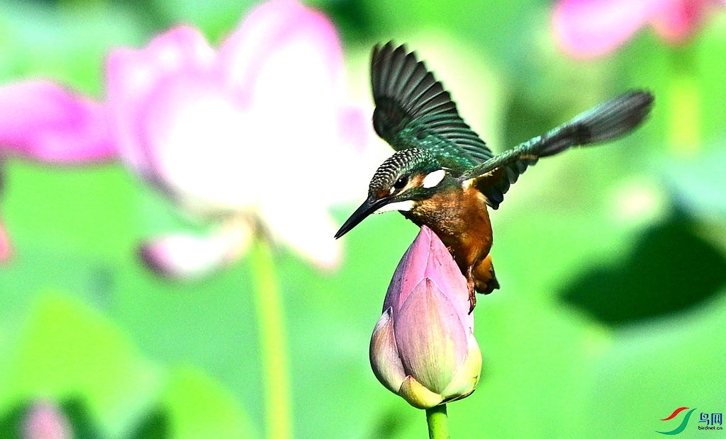 DSC_2892.JPG