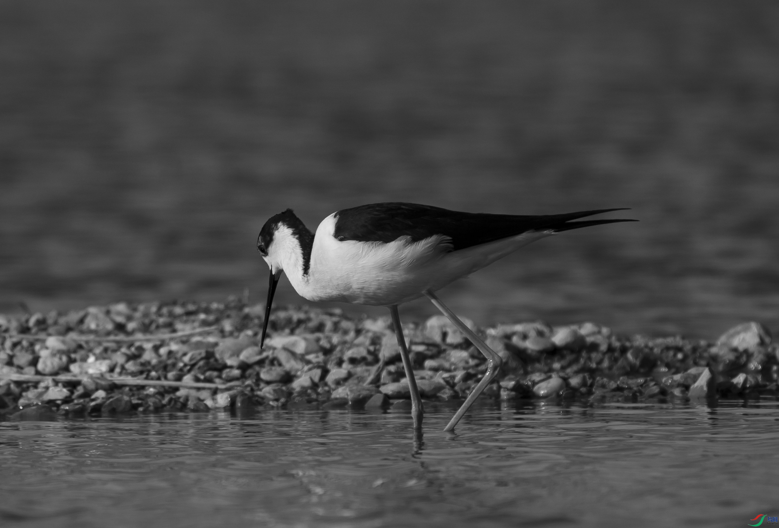 DSC00941 ����.jpg