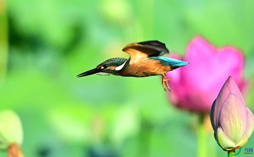 DSC_2599.JPG