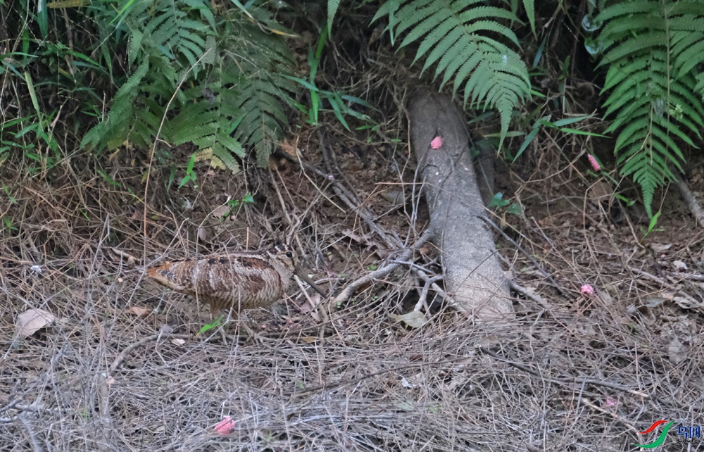 DSCF4478.1.jpg