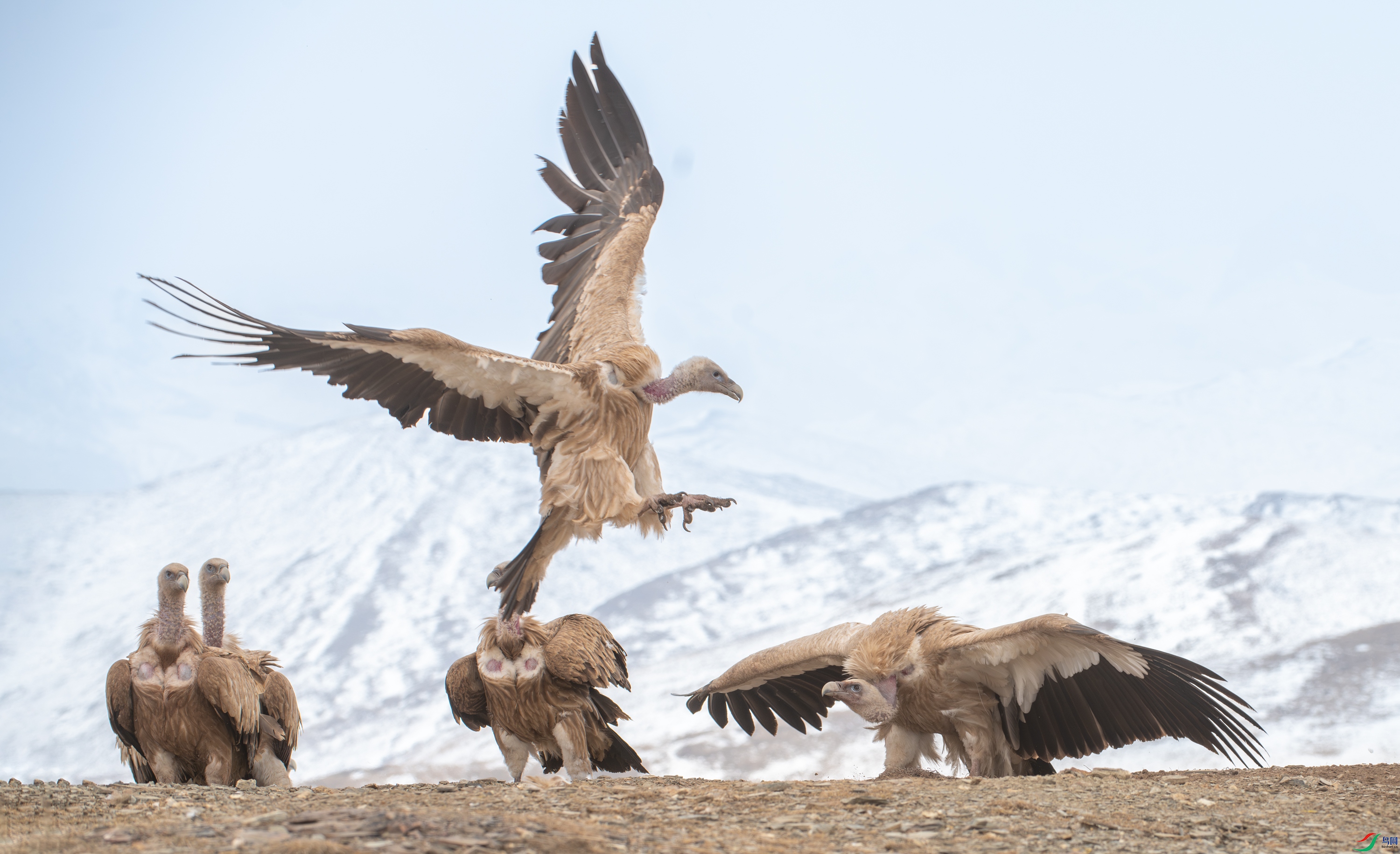 DSC_7681-����ǿ-NR-11.jpg