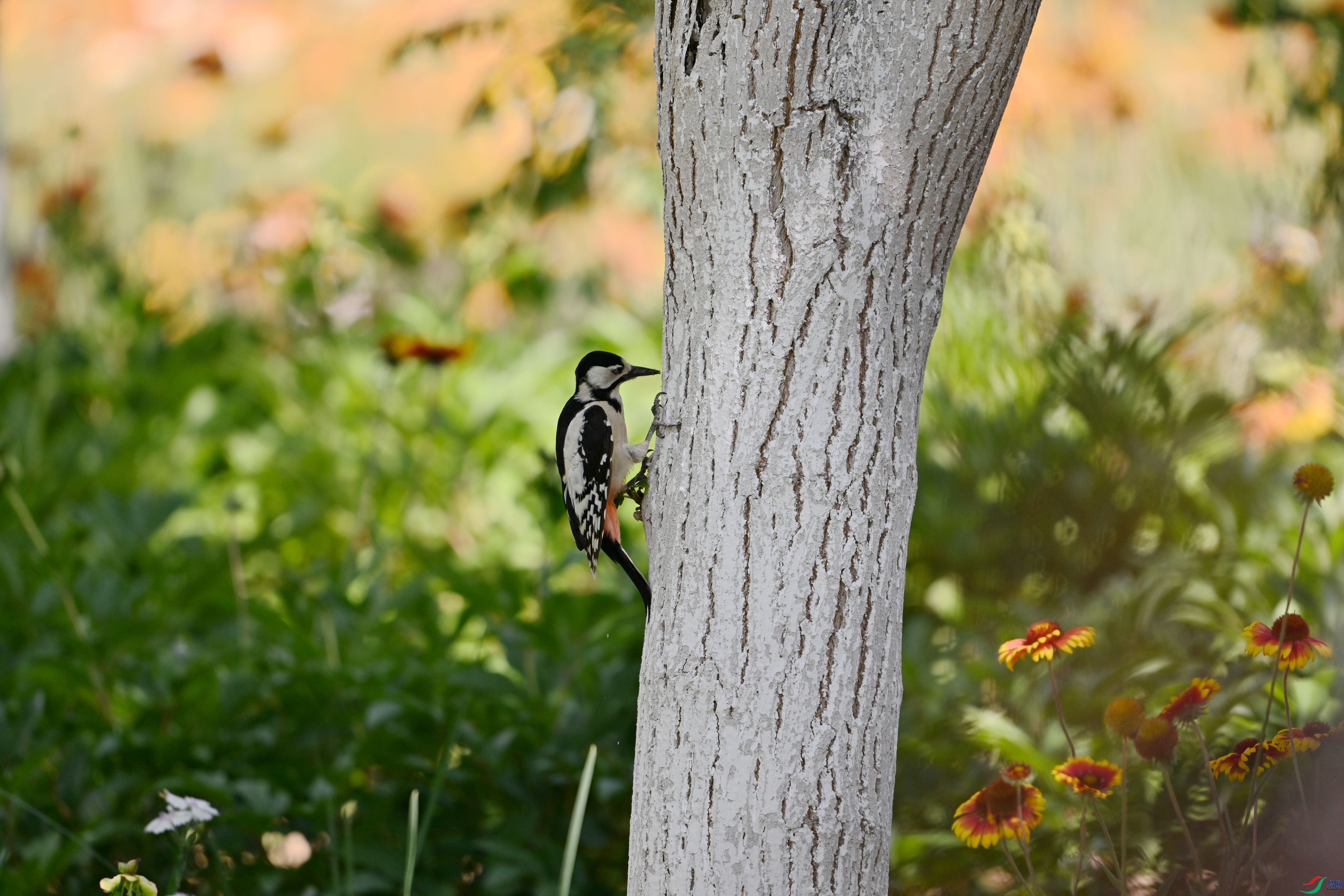 �׳���ľ�� ��ľ������ (23).JPG