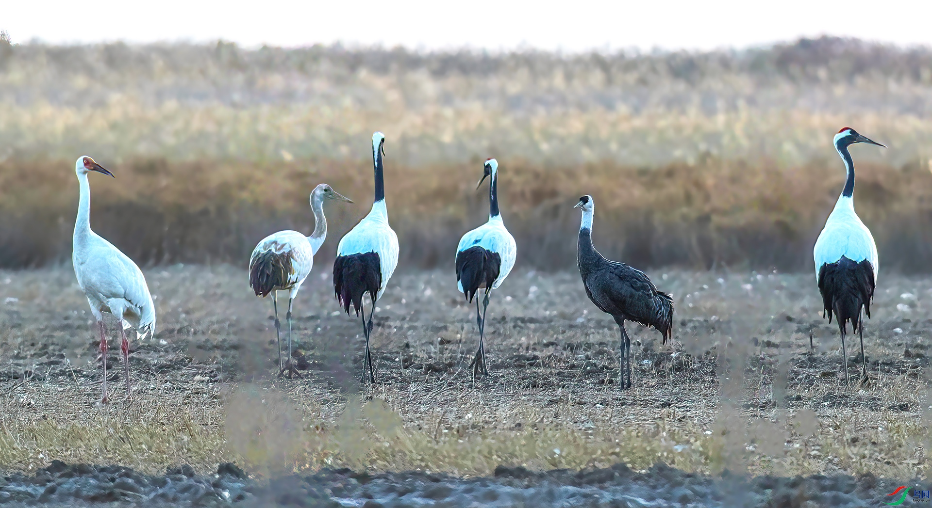 AS7I8444 ����-Sh---1 .jpg