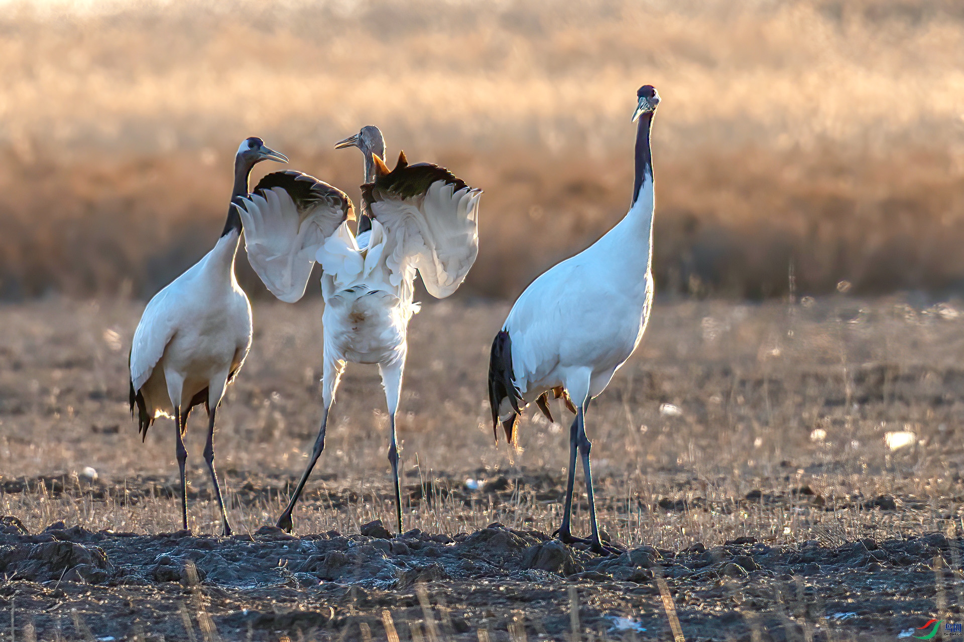 AS7I7948 ����-Sh---1 .jpg