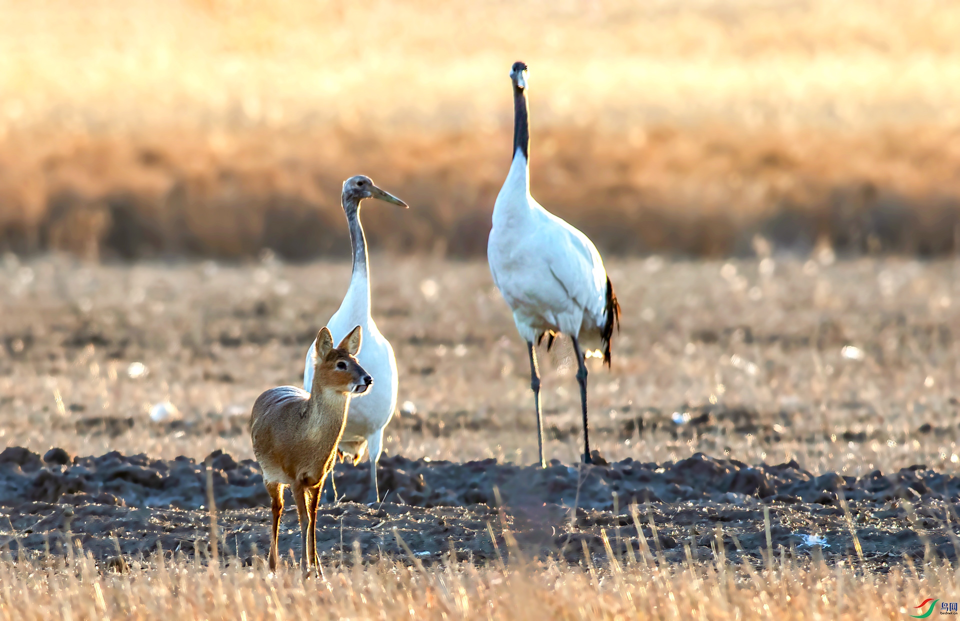 AS7I7712 ����-Sh-----1 .jpg