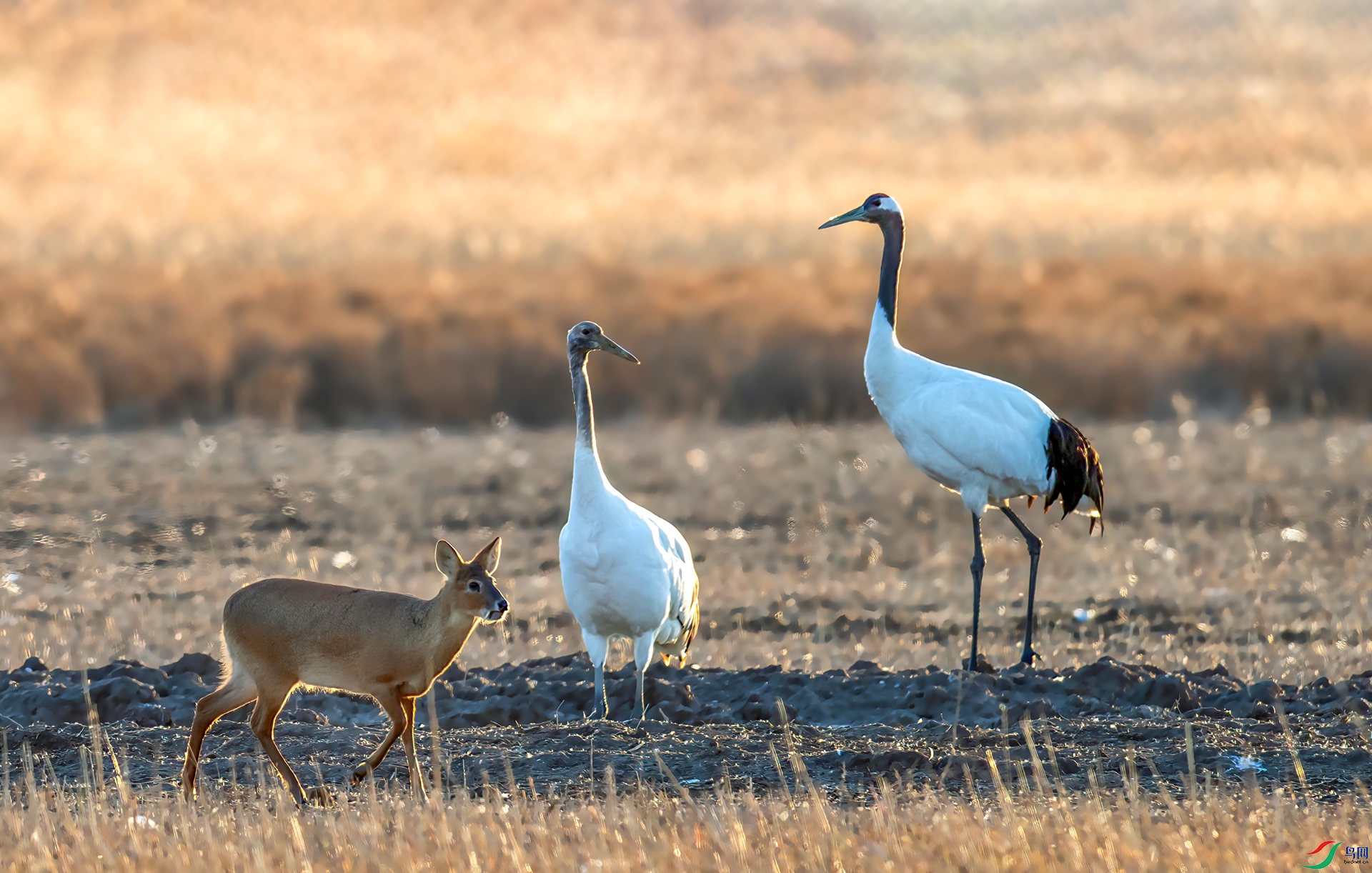 AS7I7696 ����-Sh---1 .jpg