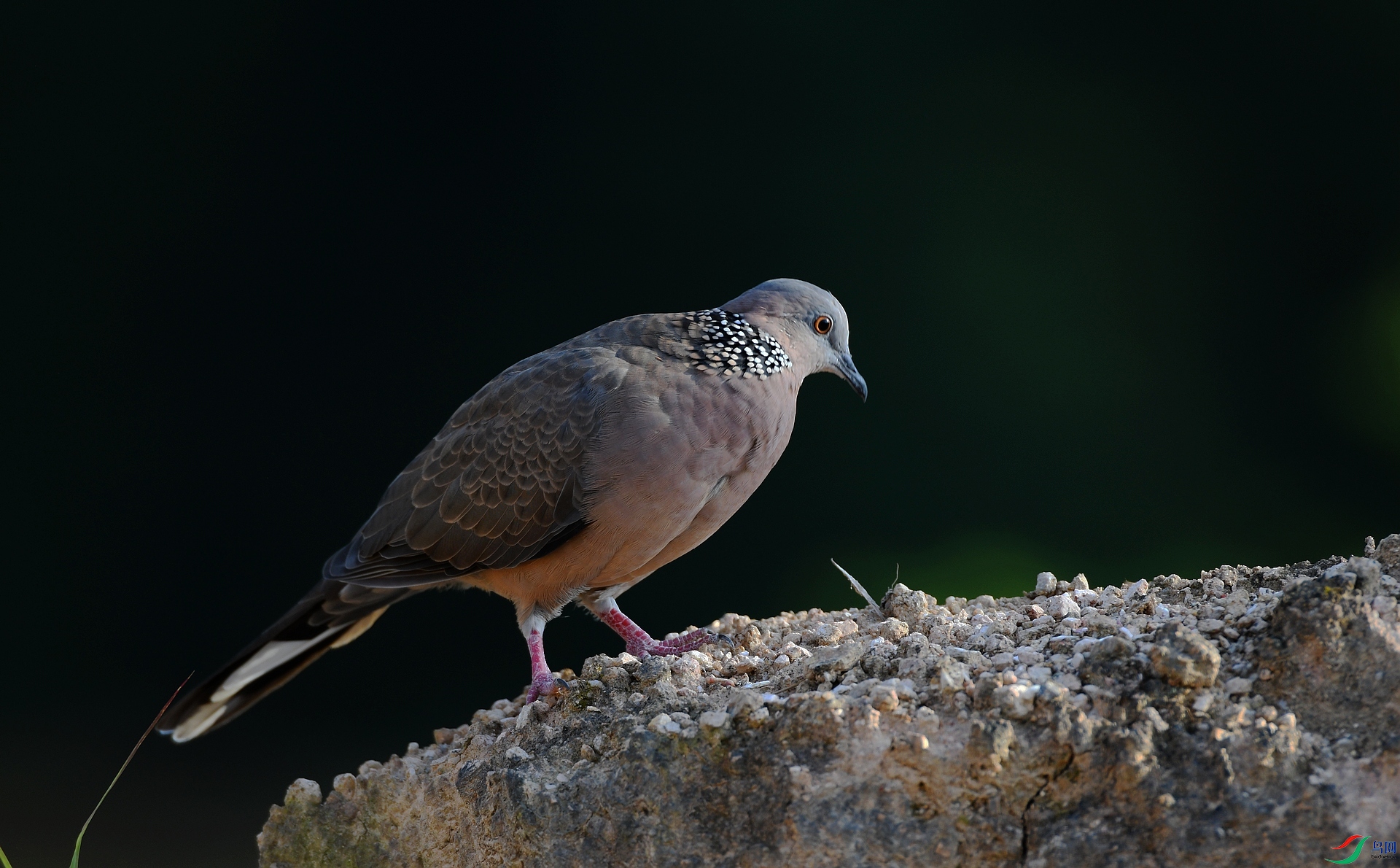 DSC_4235.jpg