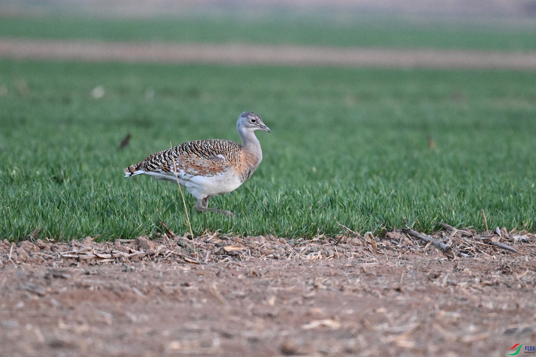 DSC_1811.JPG