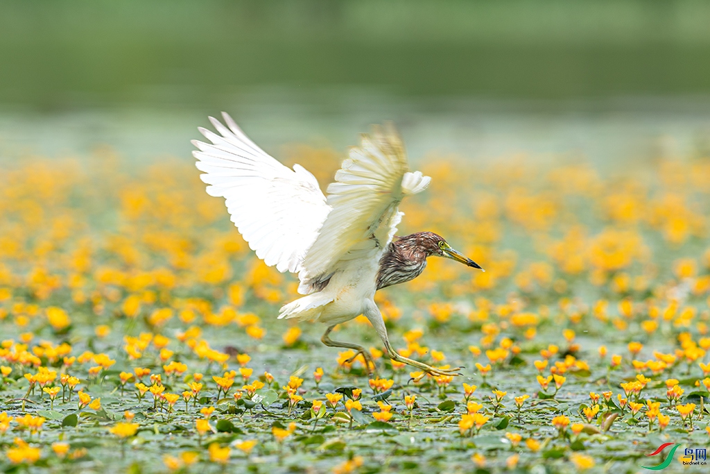 hnxyhbR3250611  (75).jpg