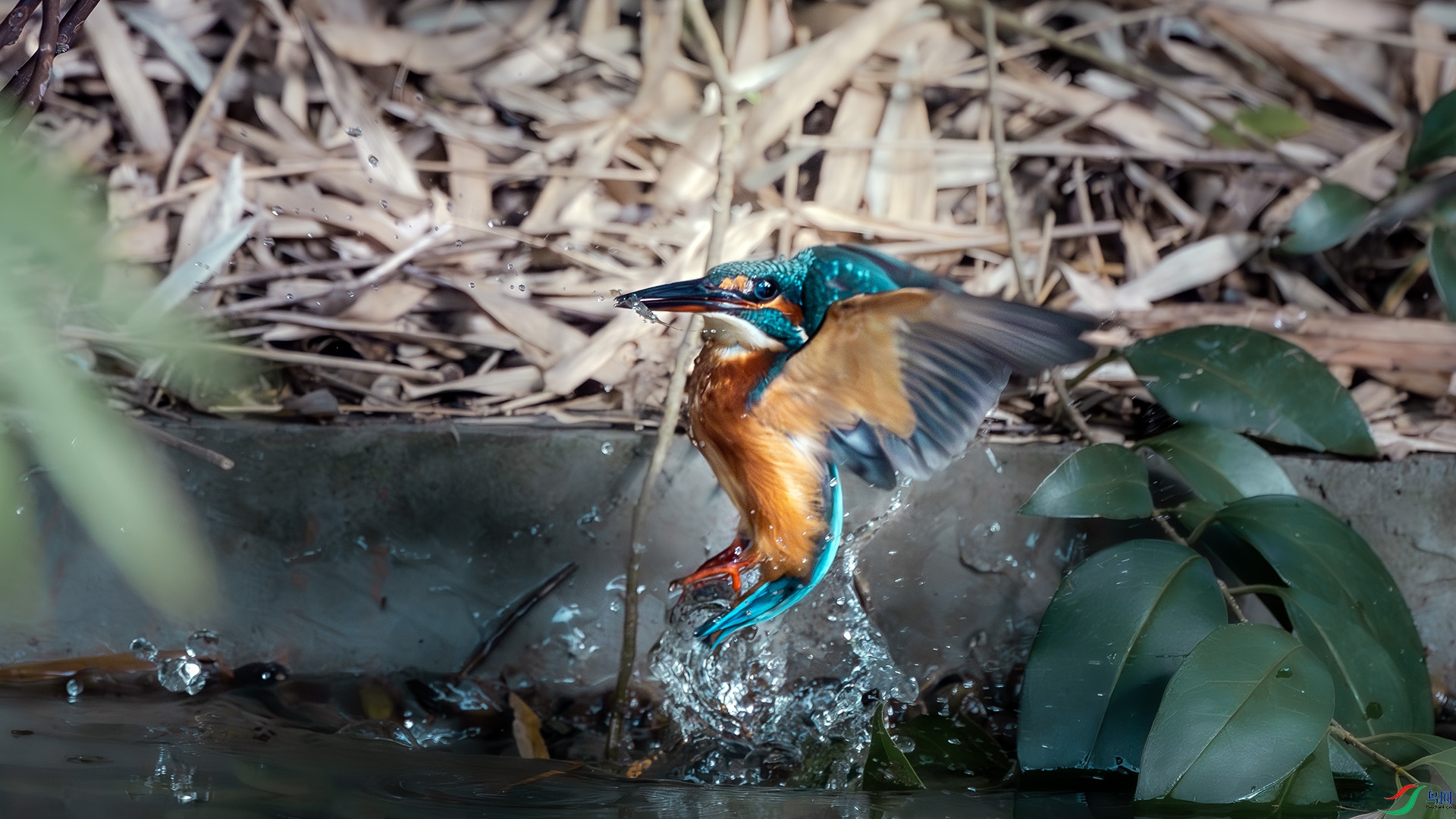 DSC_3551-����ǿ-NR ����.jpg
