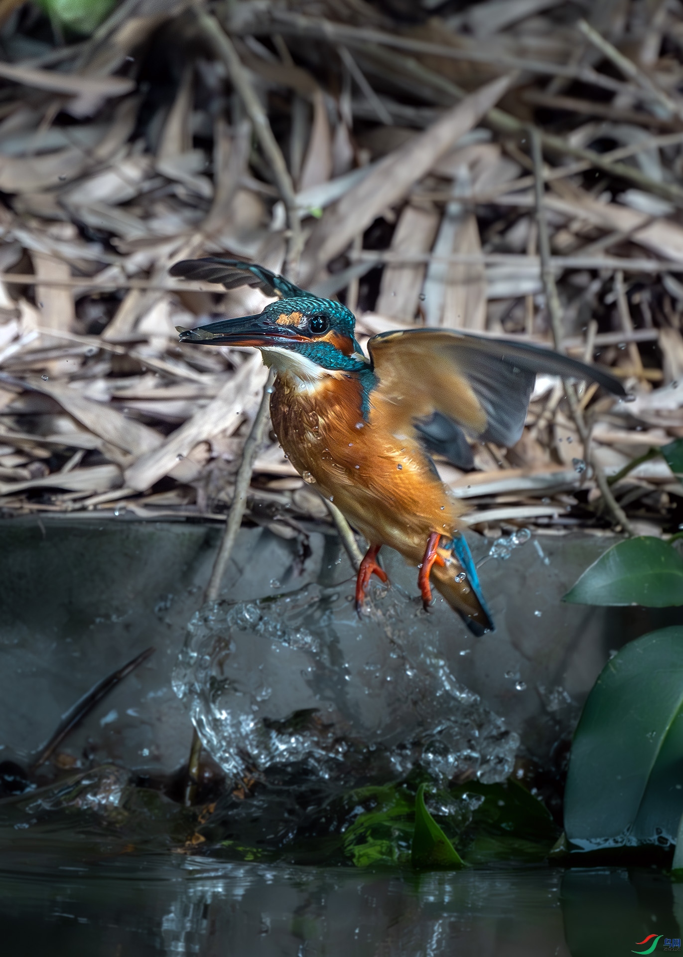 DSC_3552-����ǿ-NR ����.jpg