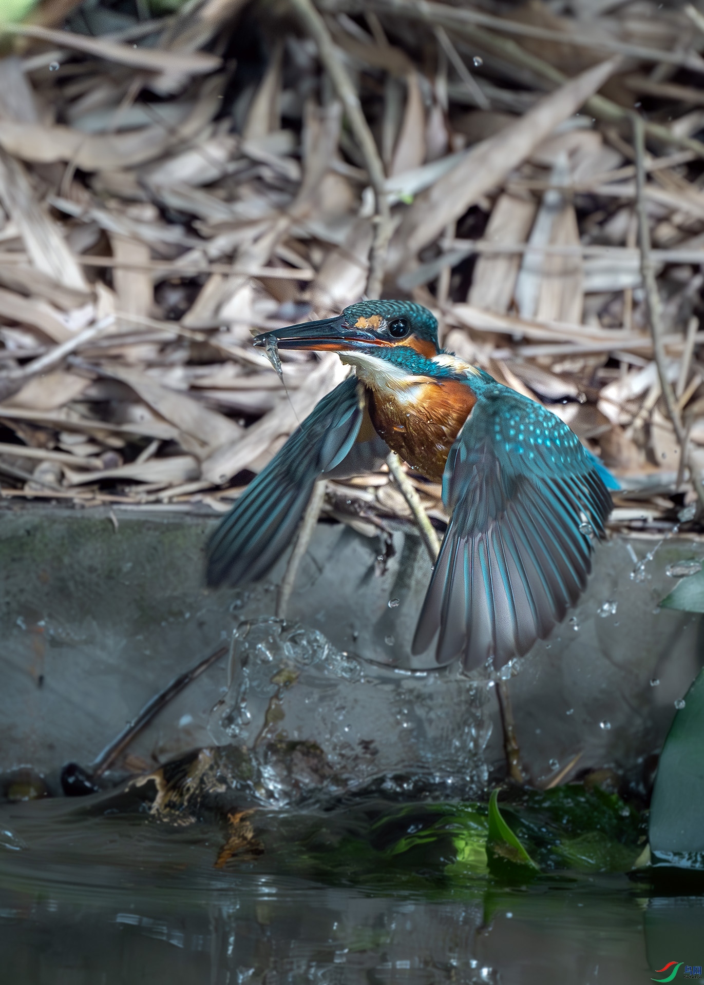 DSC_3553-����ǿ-NR ����.jpg