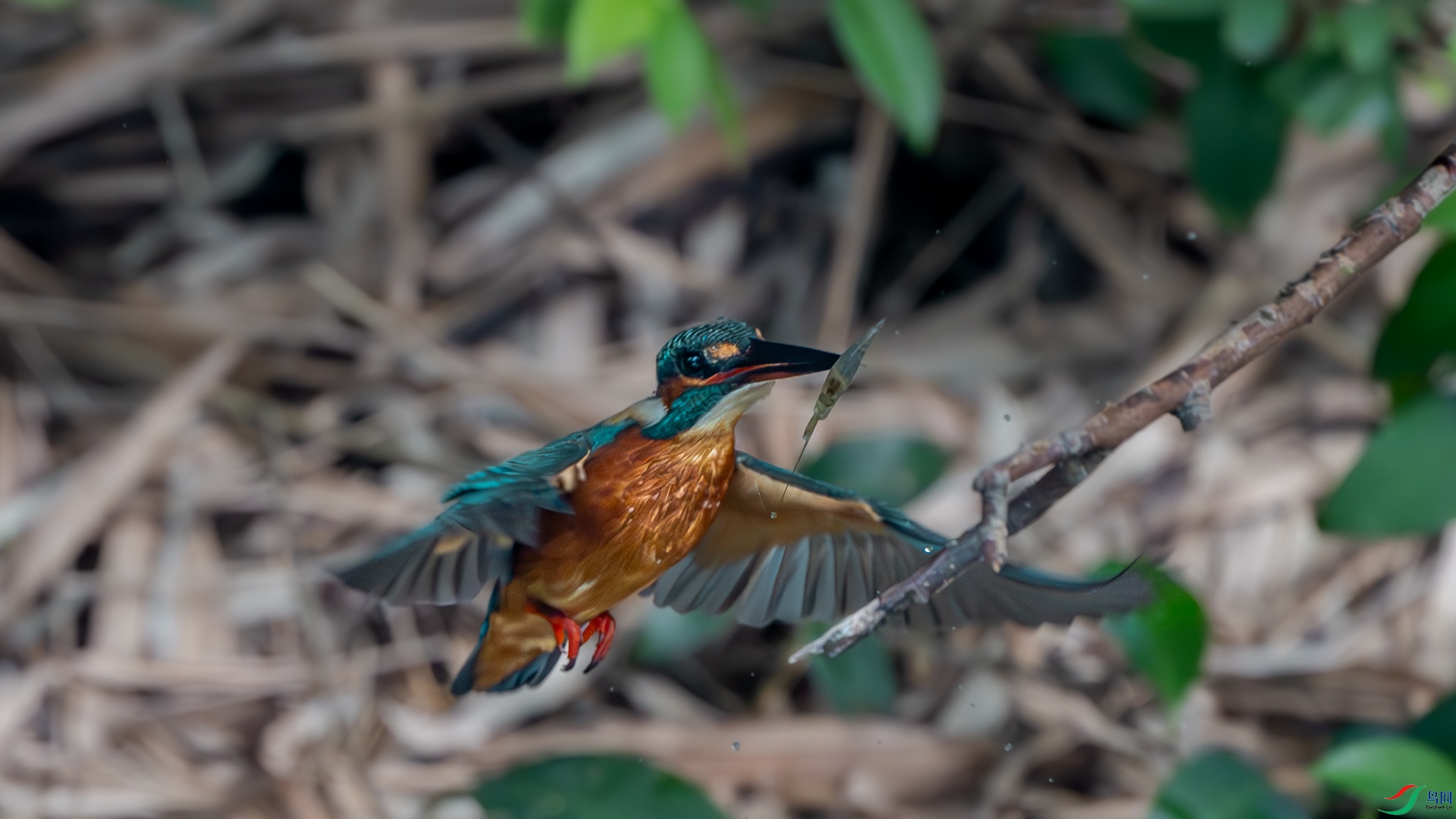 DSC_3581-����ǿ-����.jpg