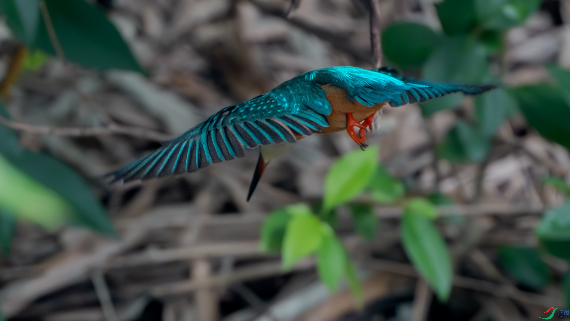 DSC_3563-����ǿ-����.jpg