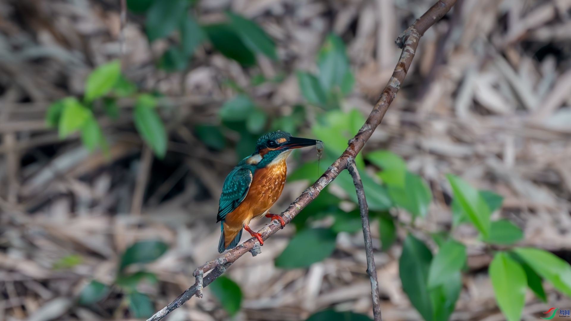 DSC_3604-����ǿ-����.jpg