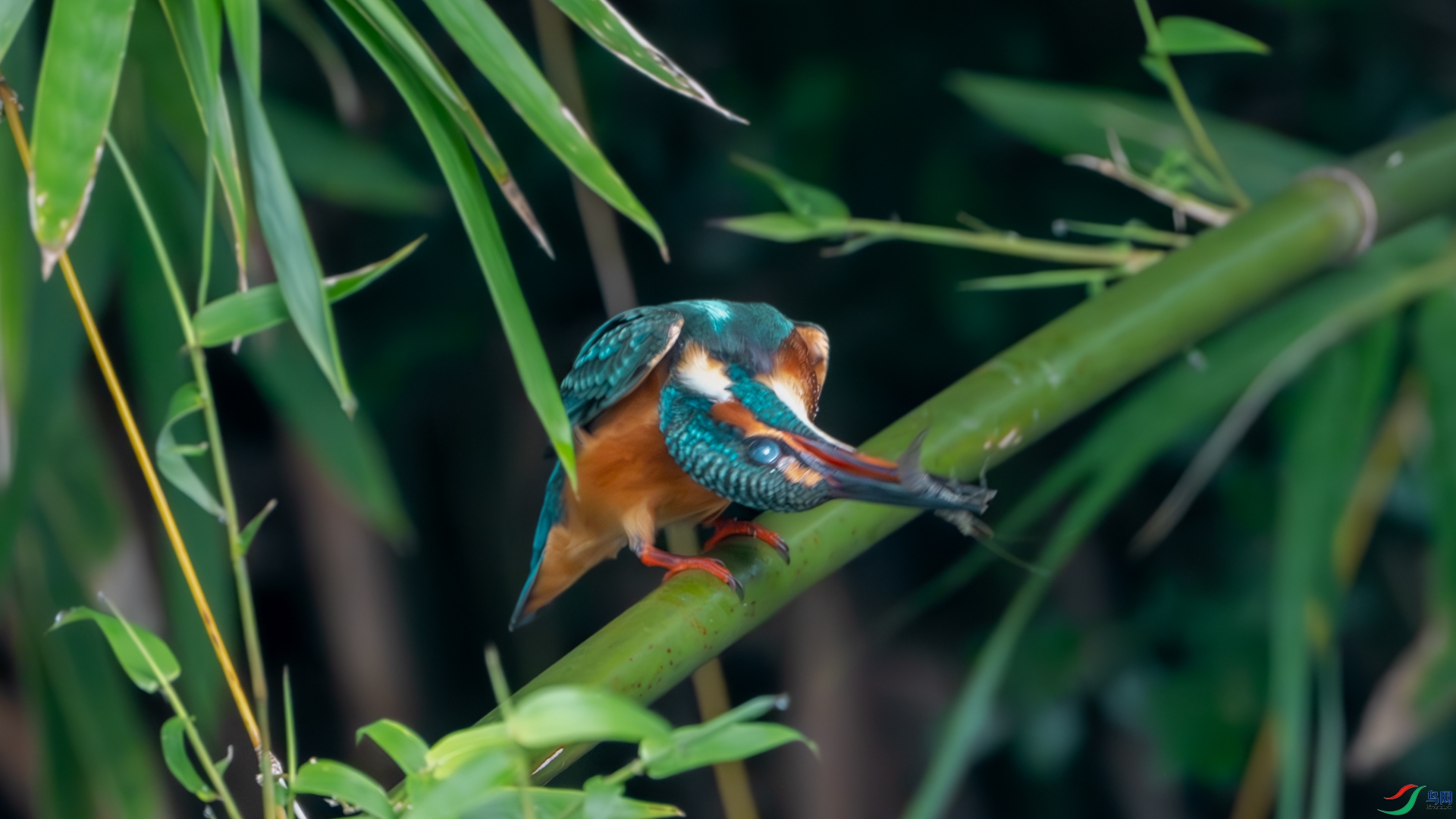 DSC_3654-����ǿ-����.jpg