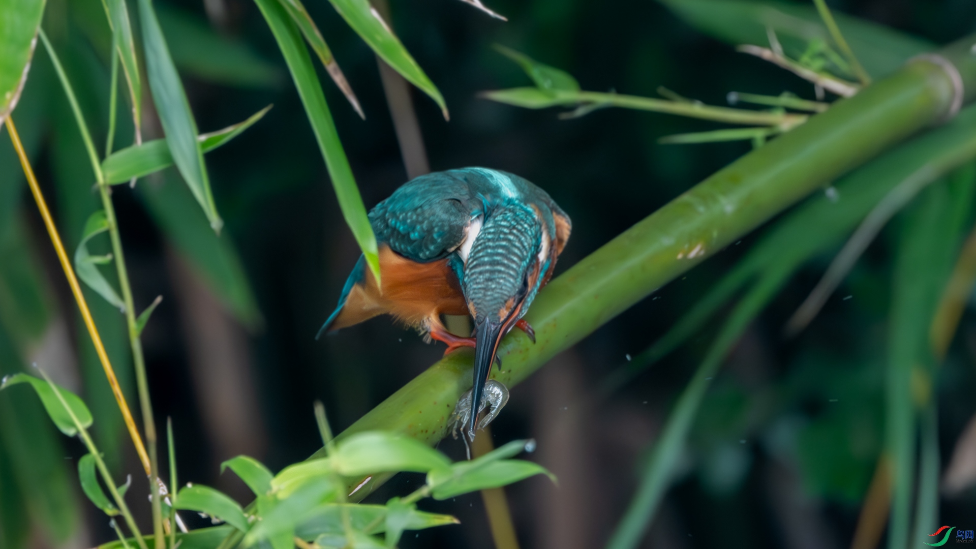 DSC_3655-����ǿ-����.jpg