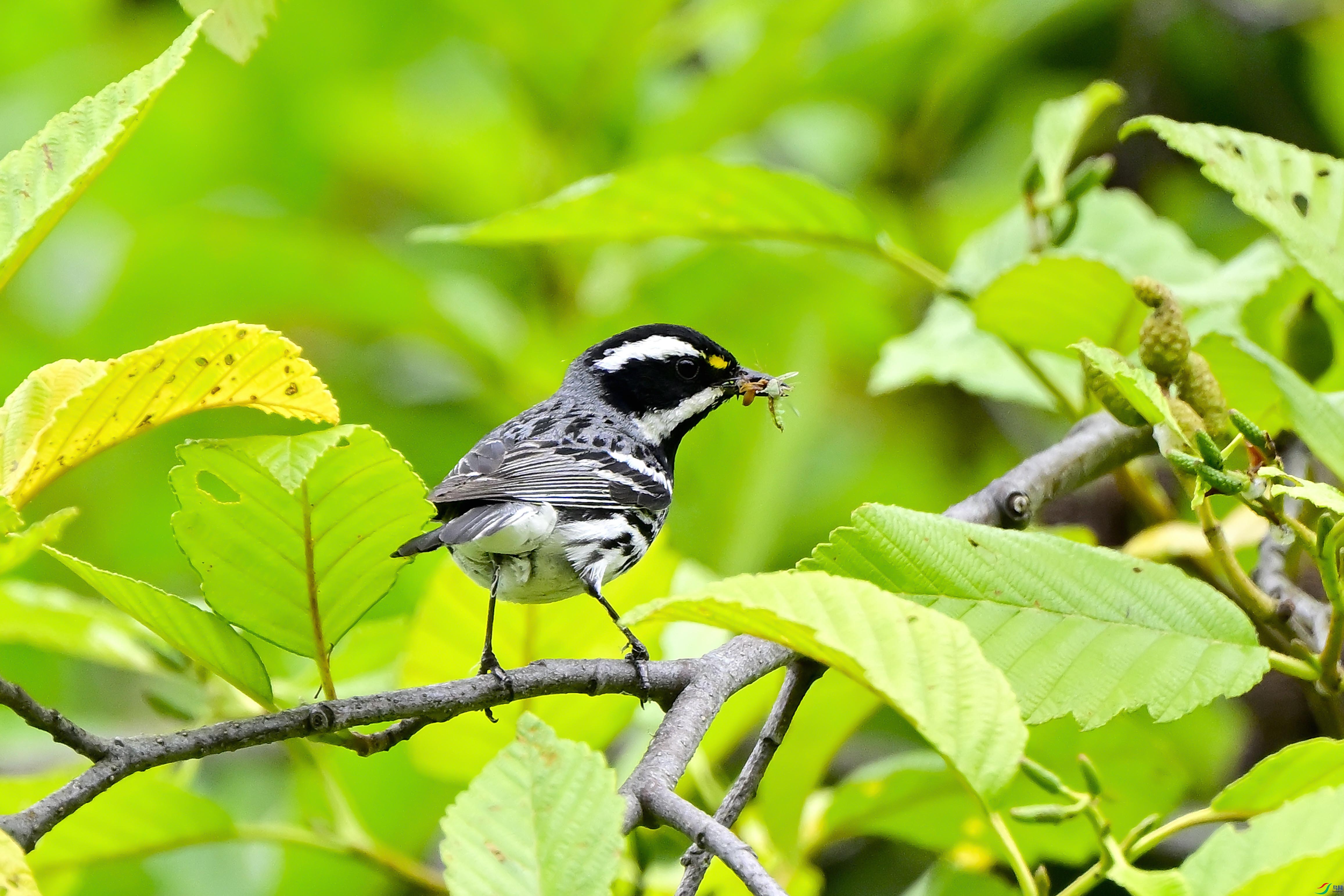_DSC3017.JPG