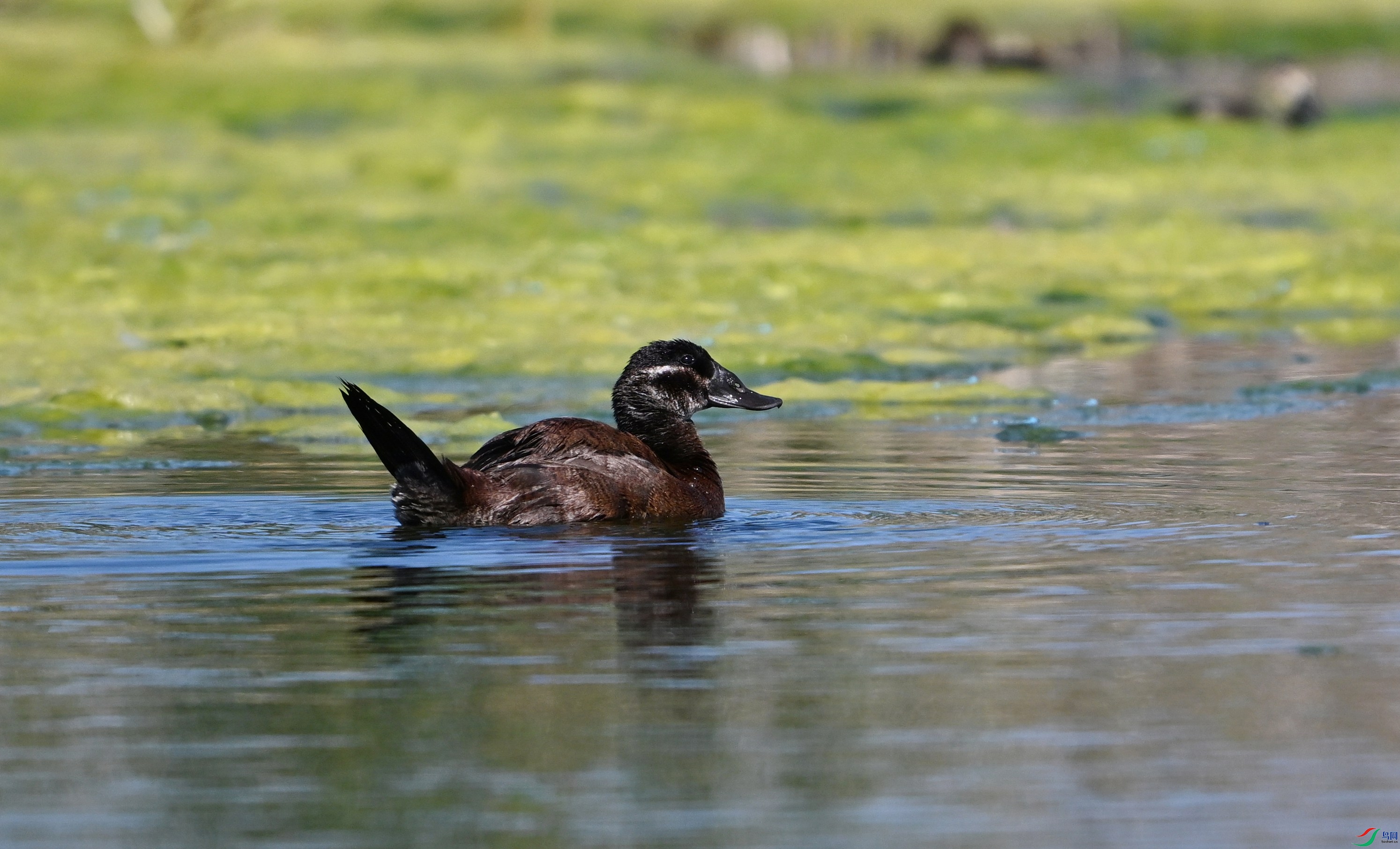 ��ͷӲβѼ ���� (8).JPG