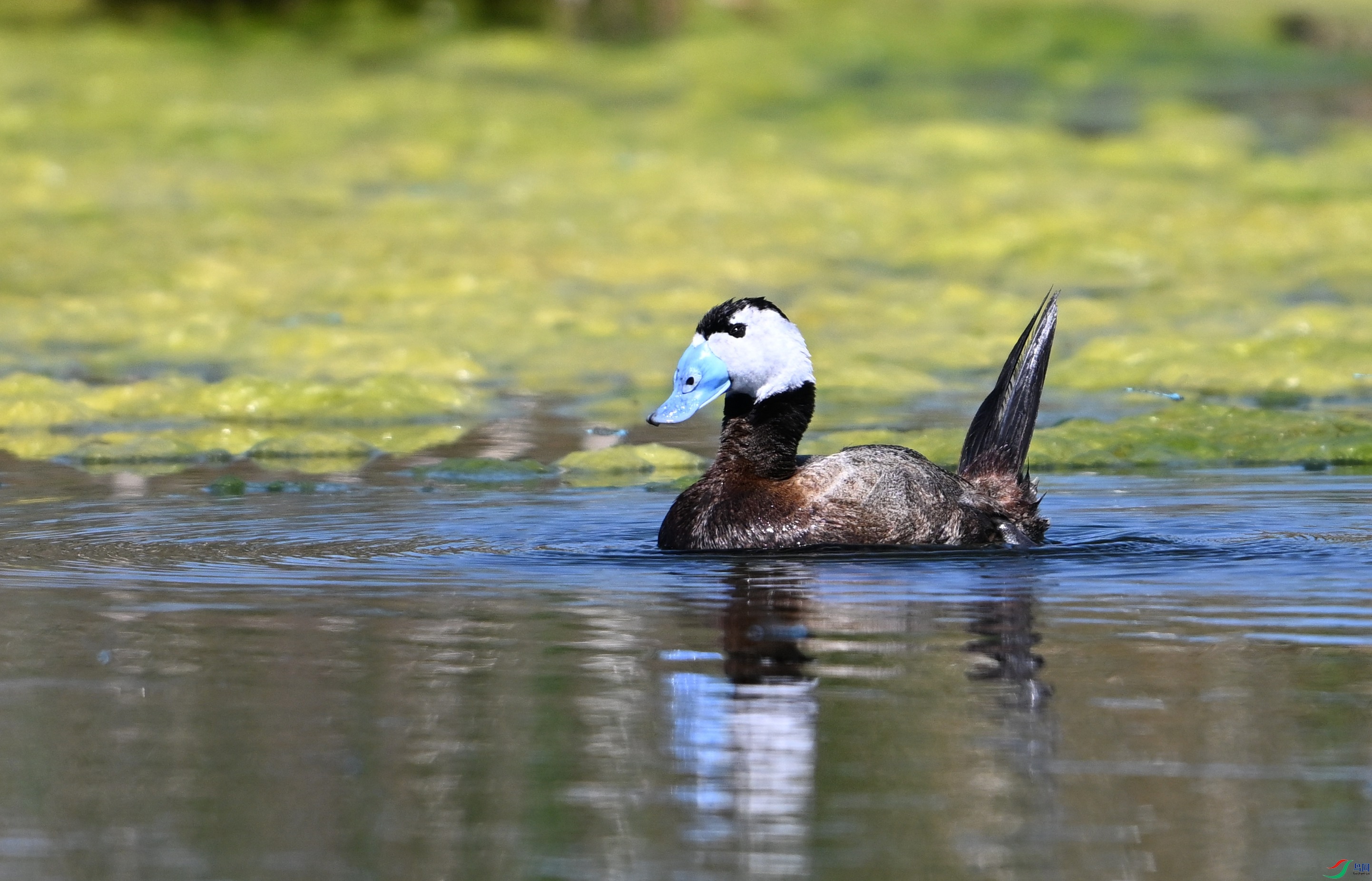 ��ͷӲβѼ ���� (11).JPG