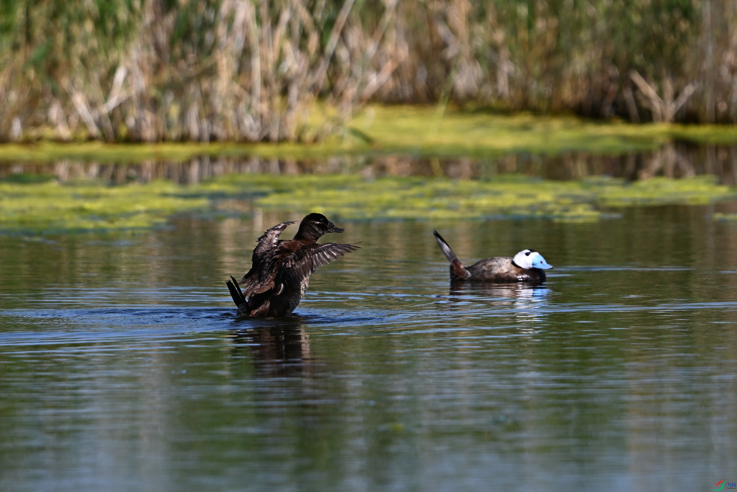 ��ͷӲβѼ ���� (4).JPG