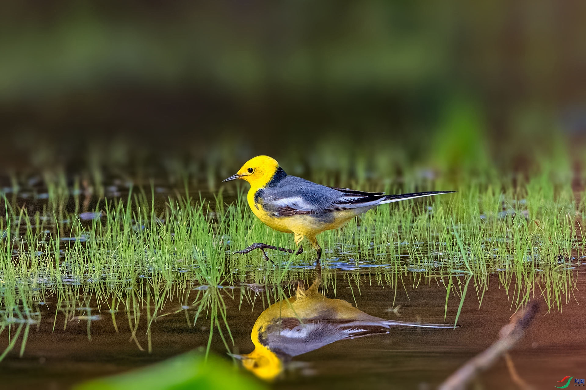 _AUU2952 ��ͷ�n�_(25.4.18).jpg