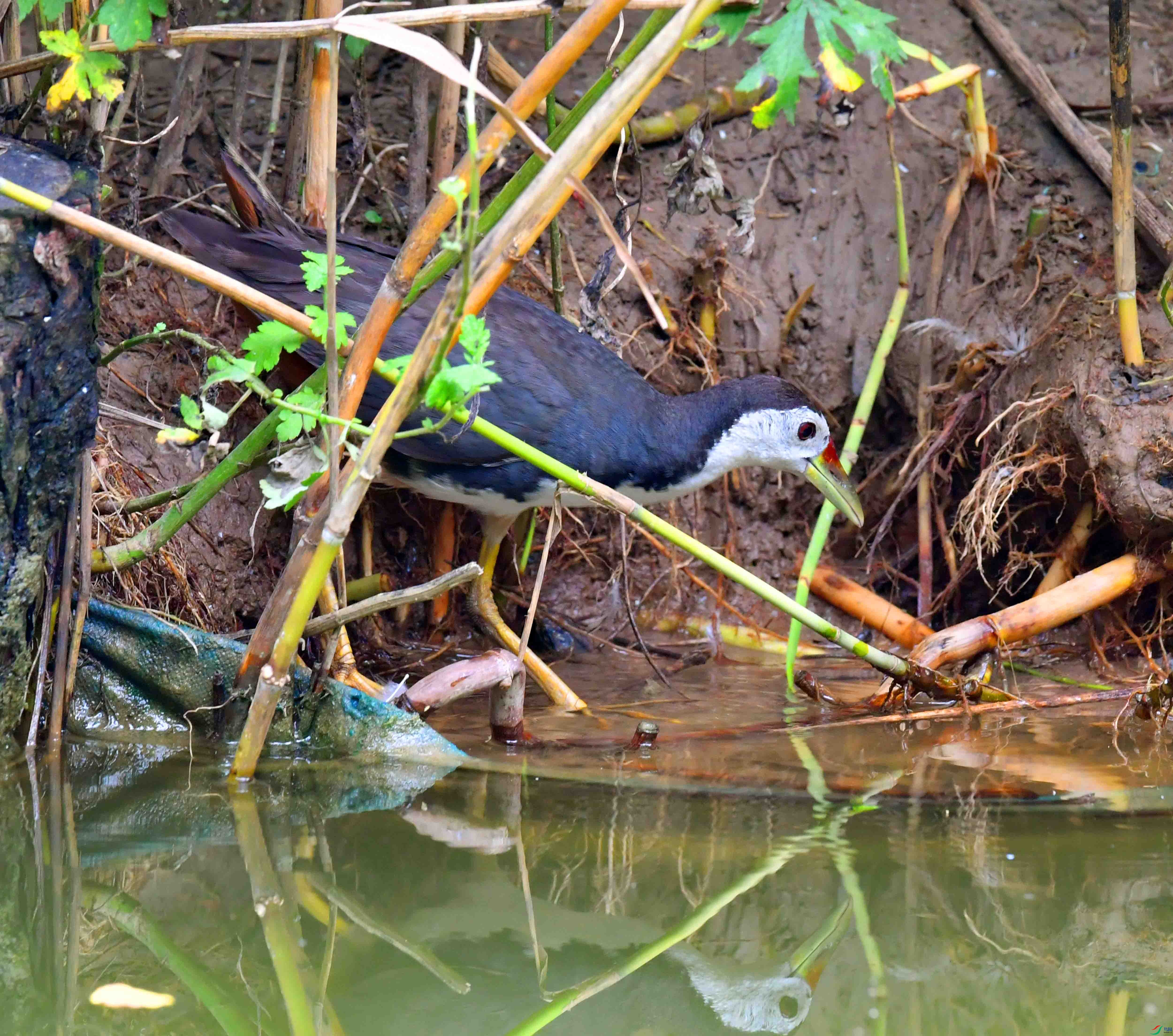 DSC_4345.JPG