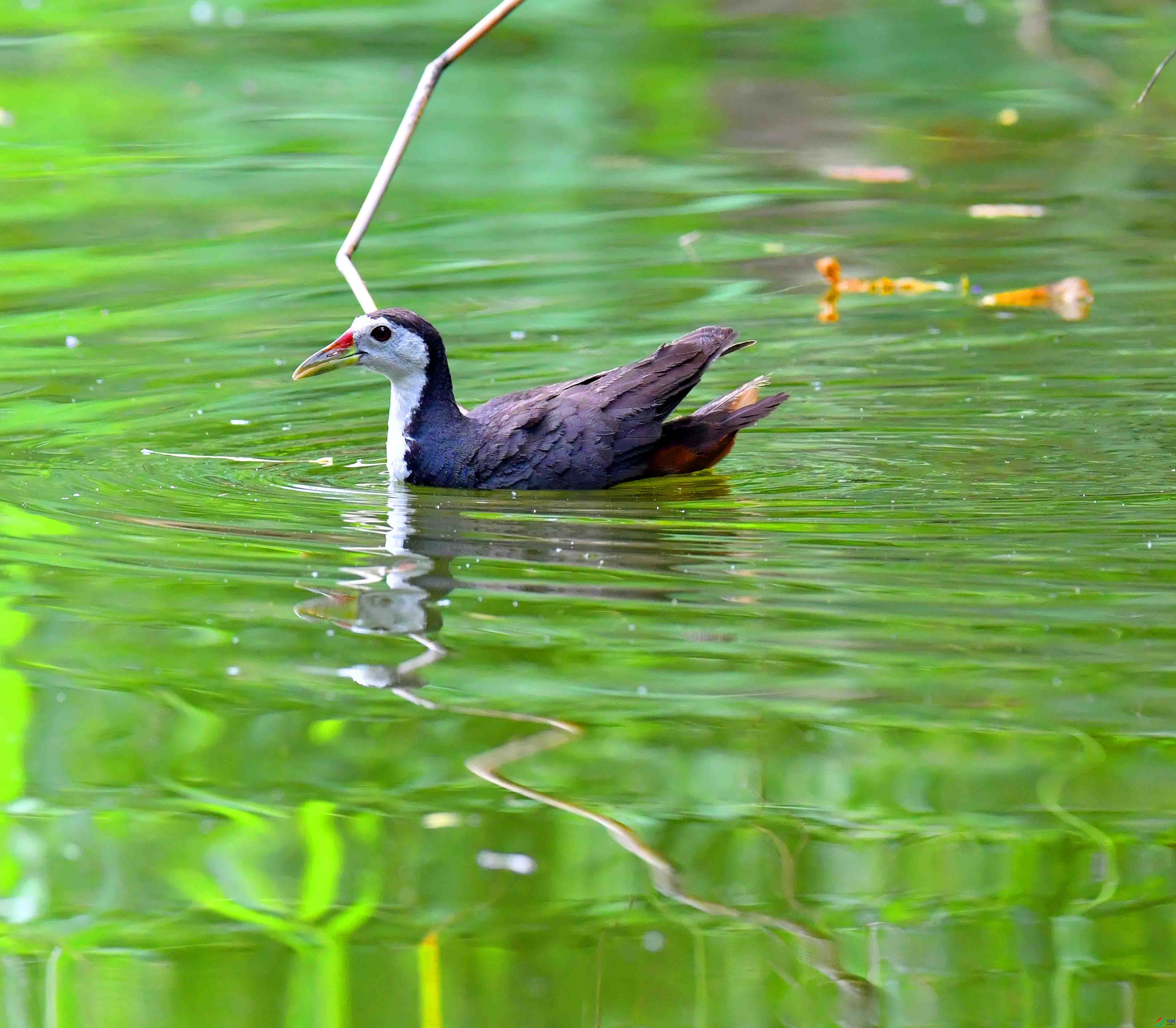 DSC_4446.JPG