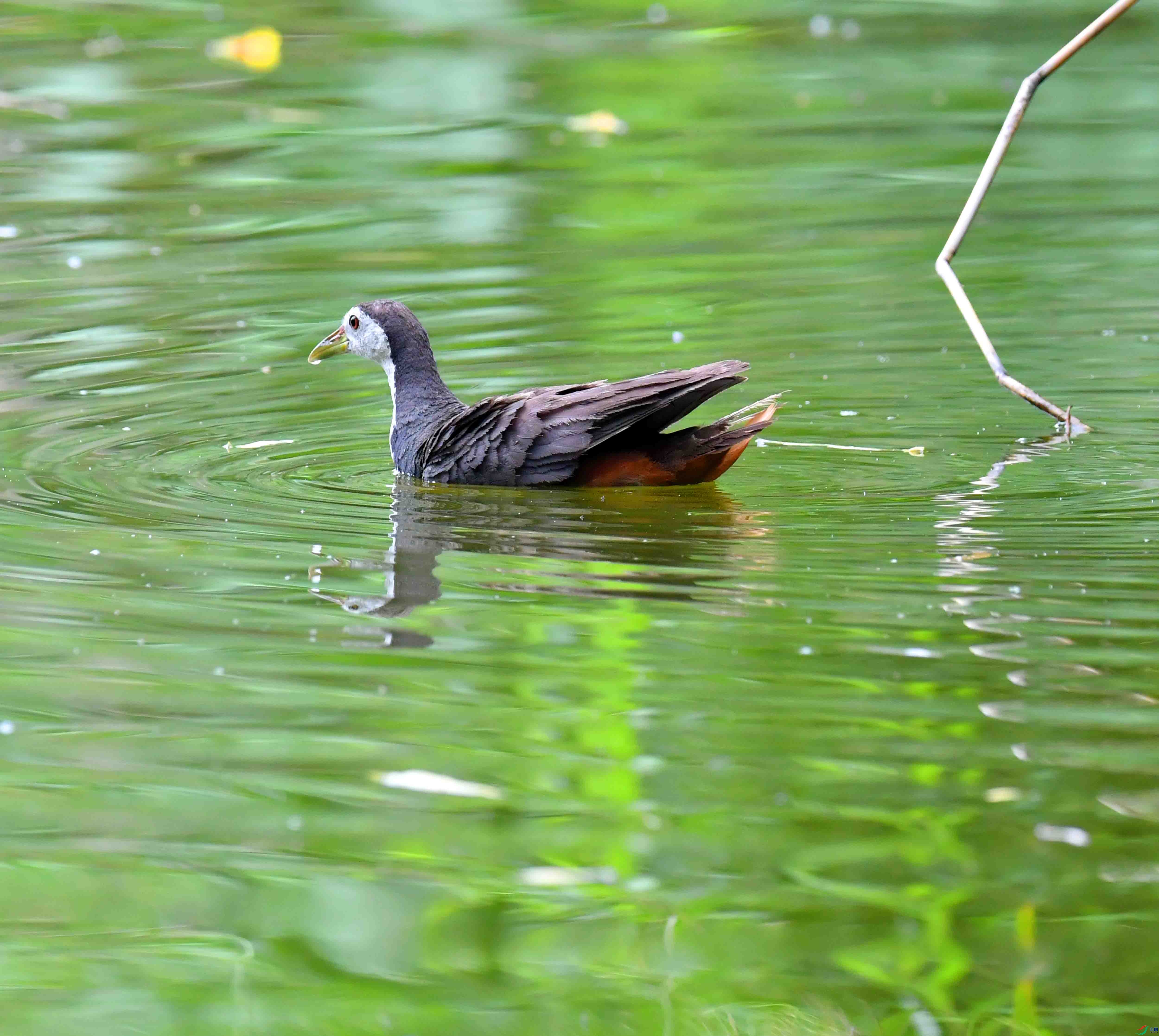 DSC_4451.JPG