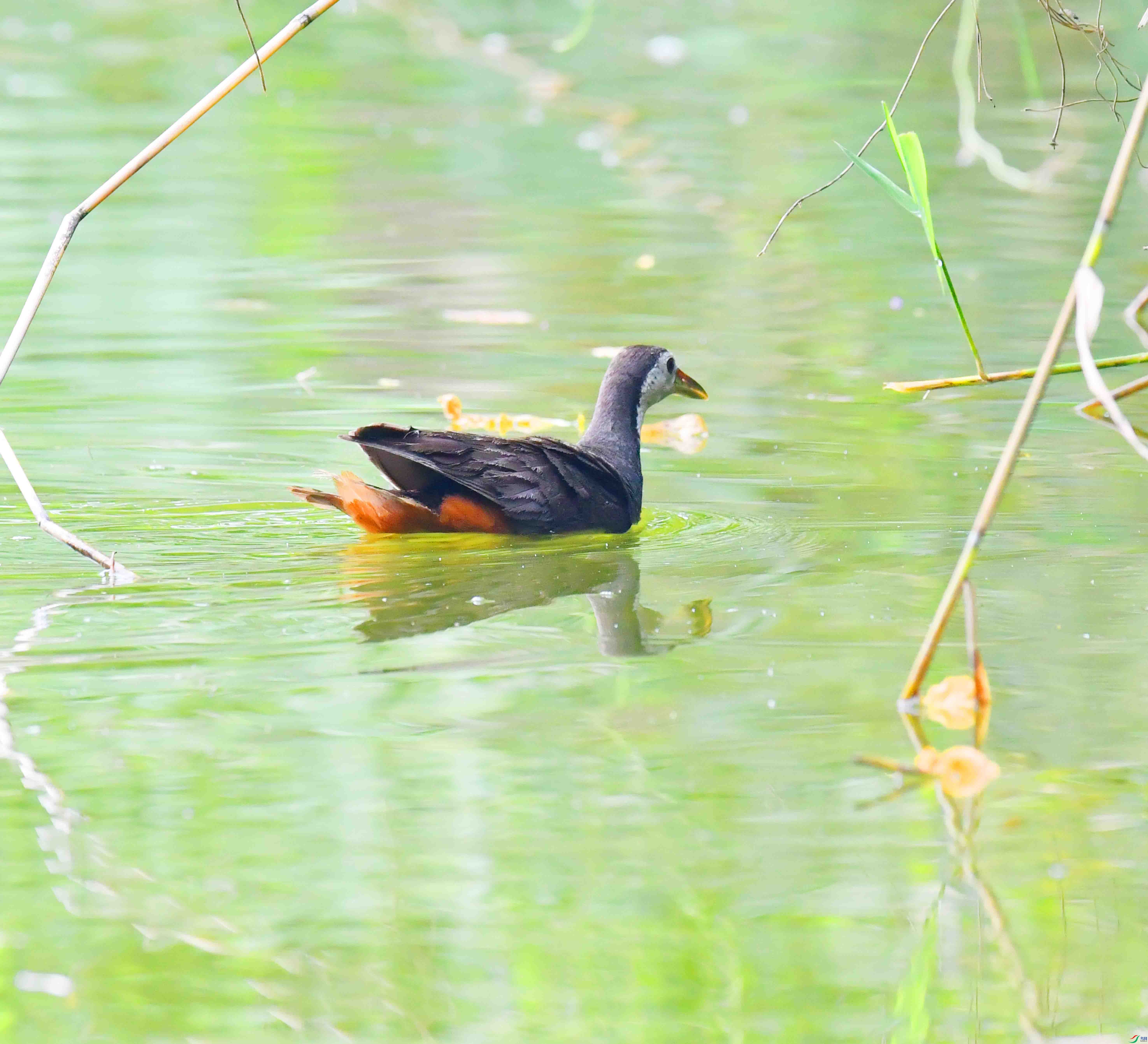 DSC_4460.JPG