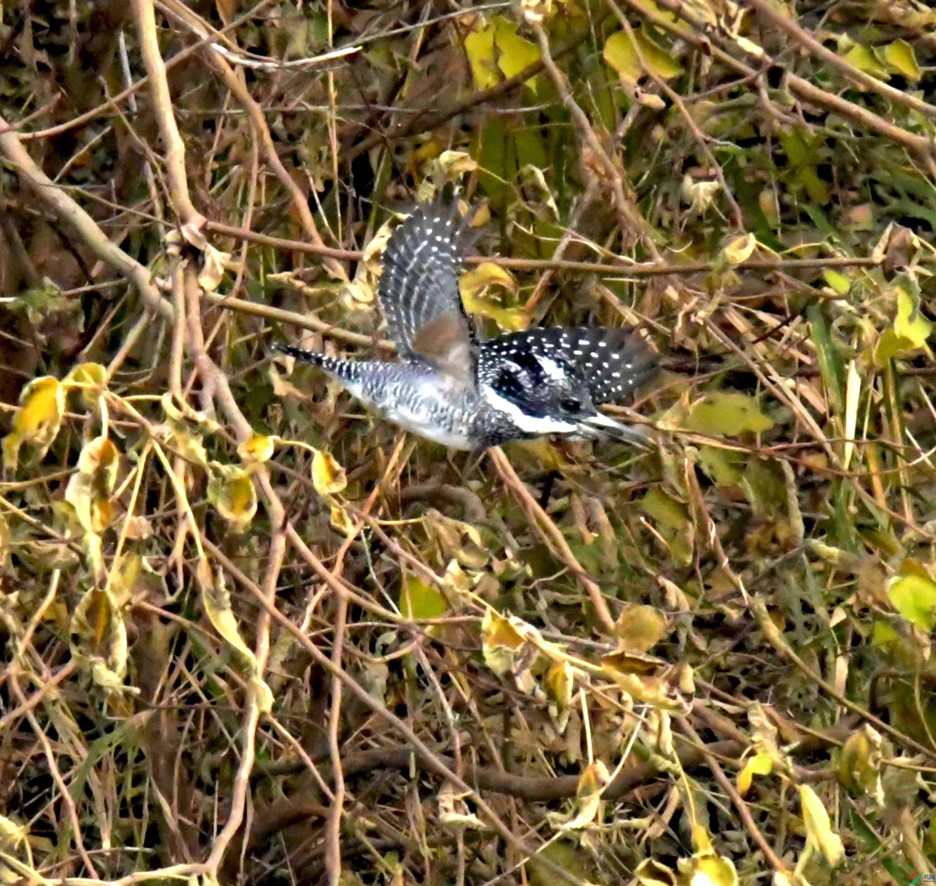 DSC_0321.JPG