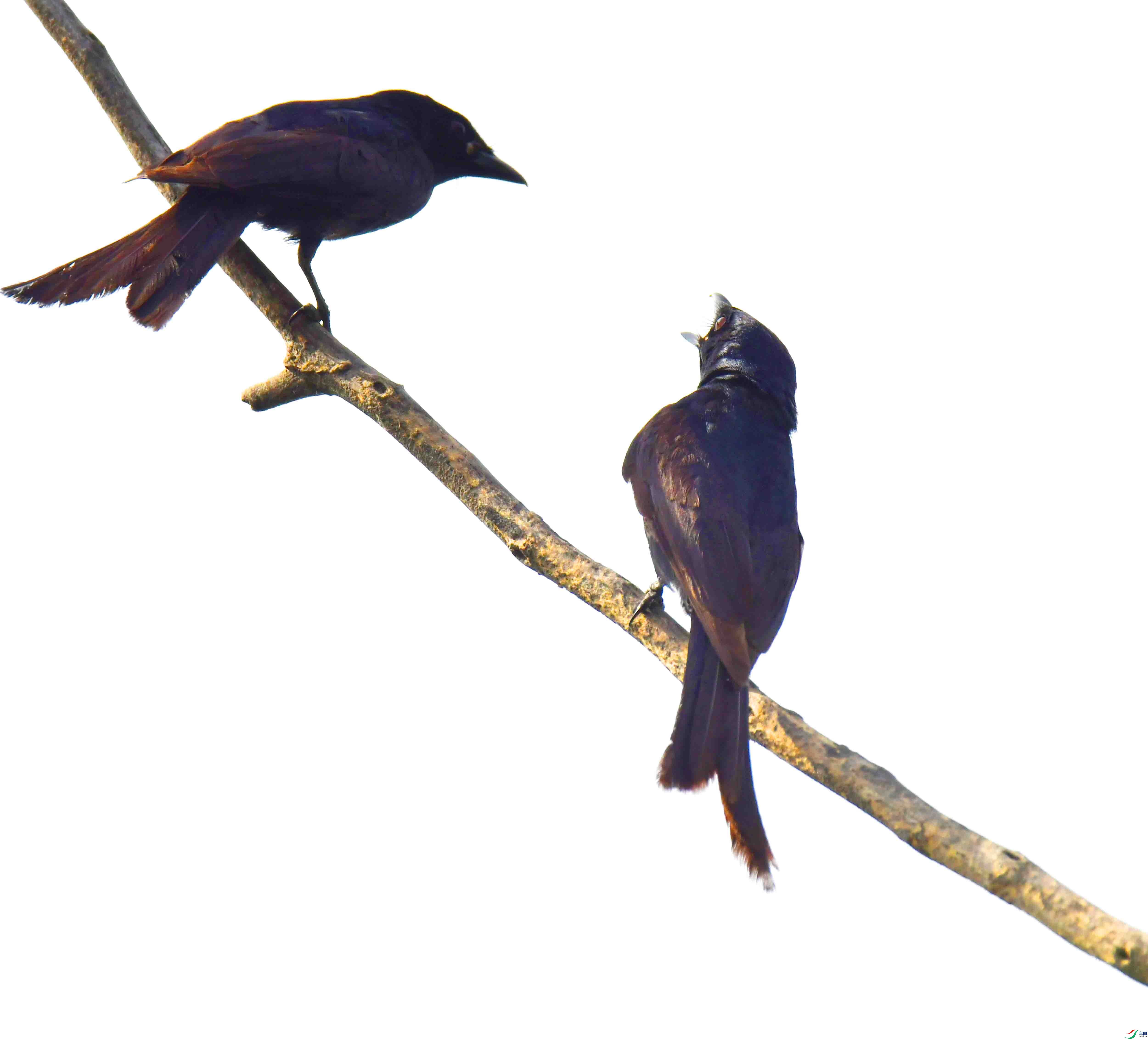 DSC_4109.JPG