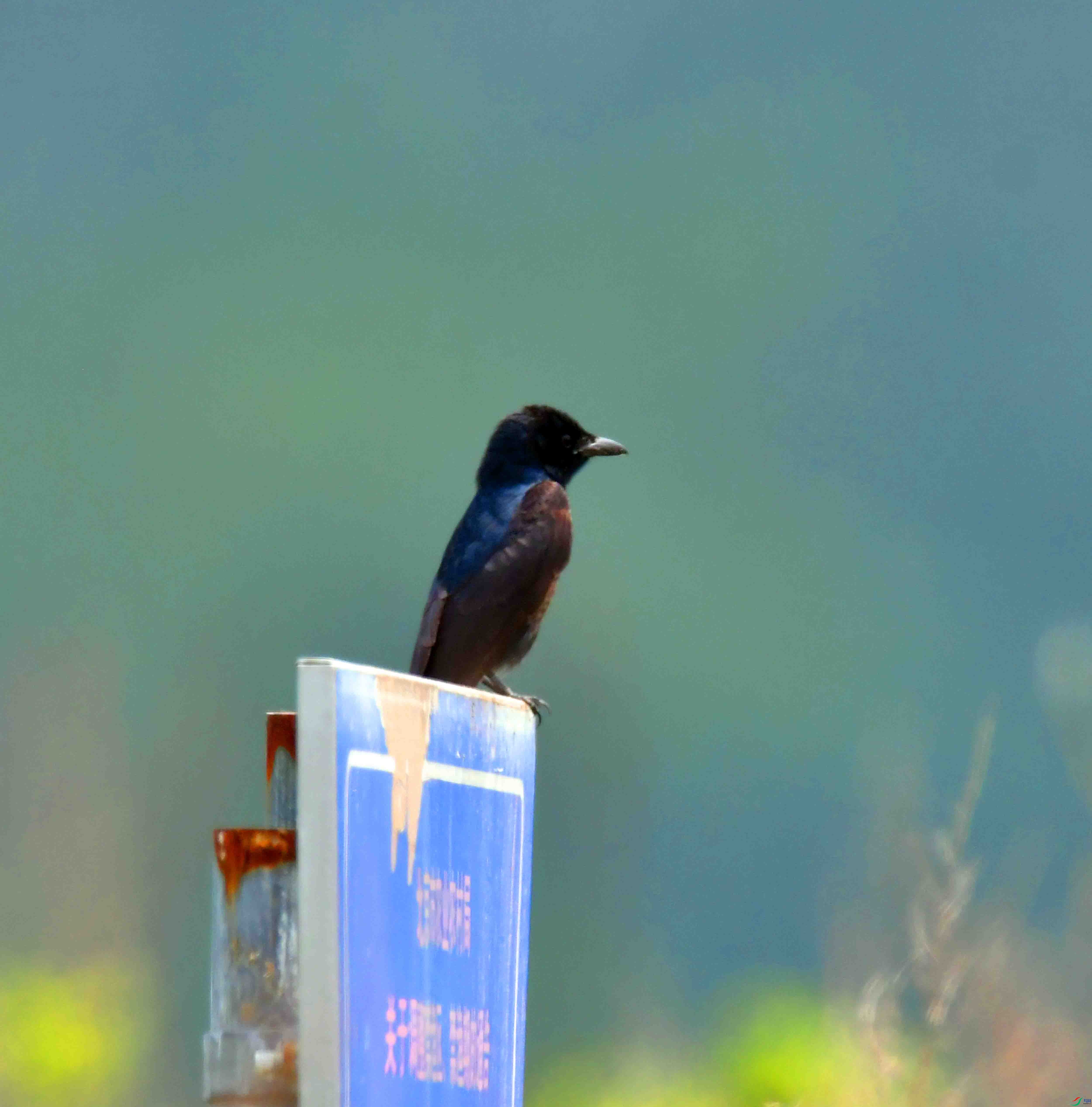 DSC_4523.JPG