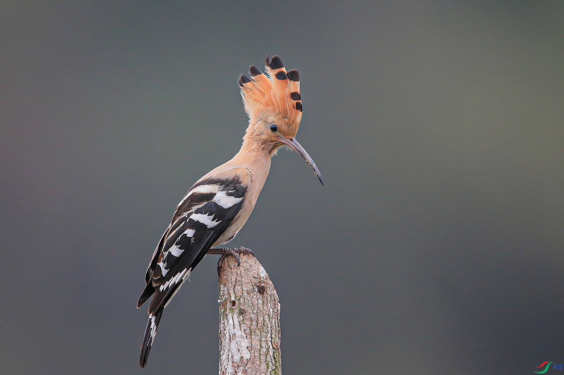 11.��ʤ�������ʤ�� �ơ��ֵ� �ǵ㻨�ڵ�ʿ�£�**��Ů�����ɡ� �ܴ����ϴ���Ϣ��������ɽĪ�Ź顣.jpg