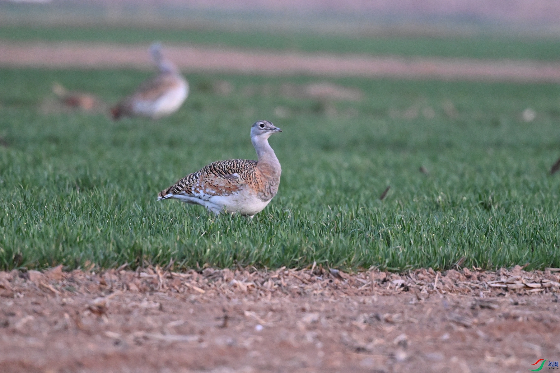 DSC_1801.JPG
