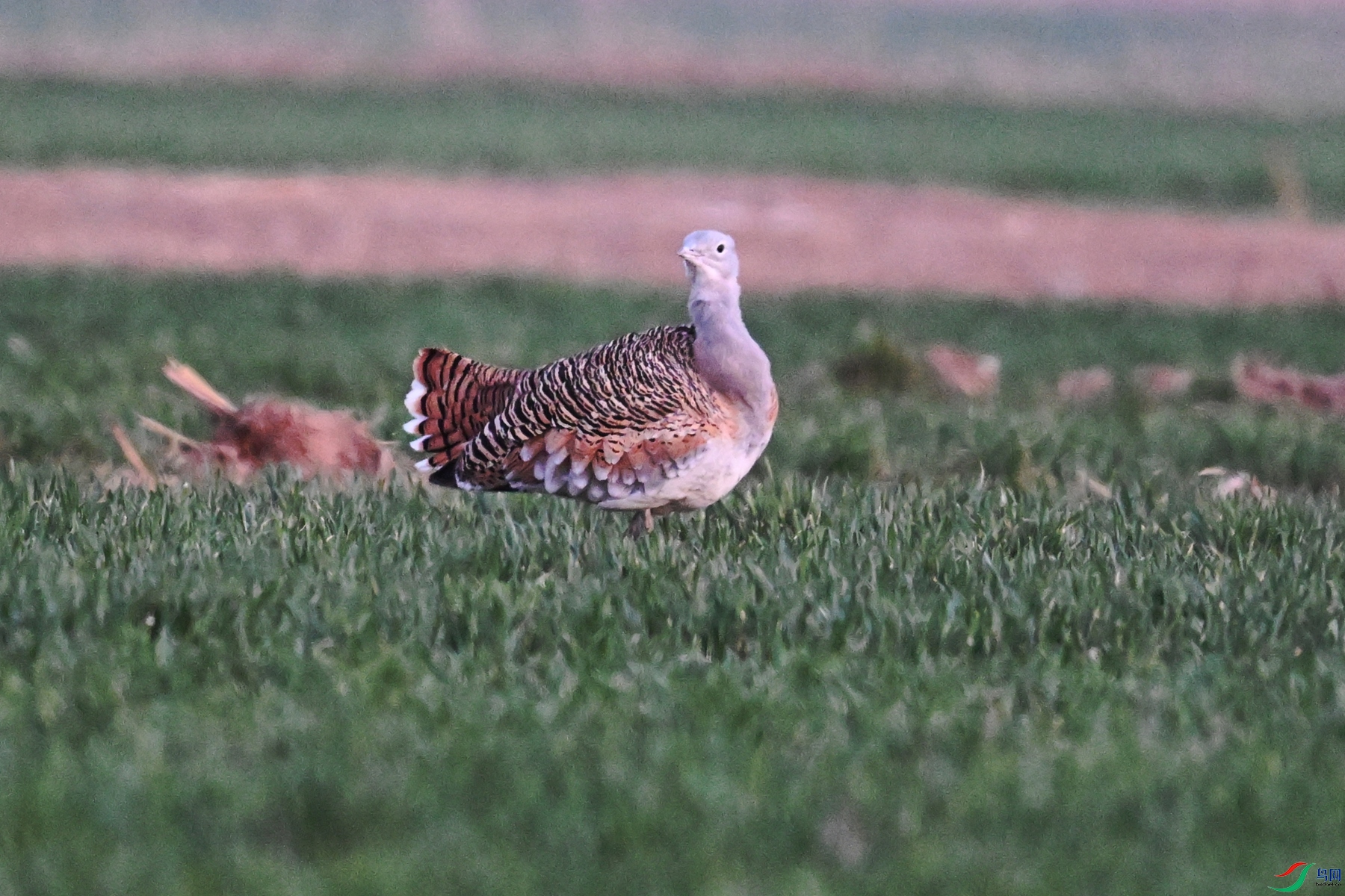 DSC_1823.JPG