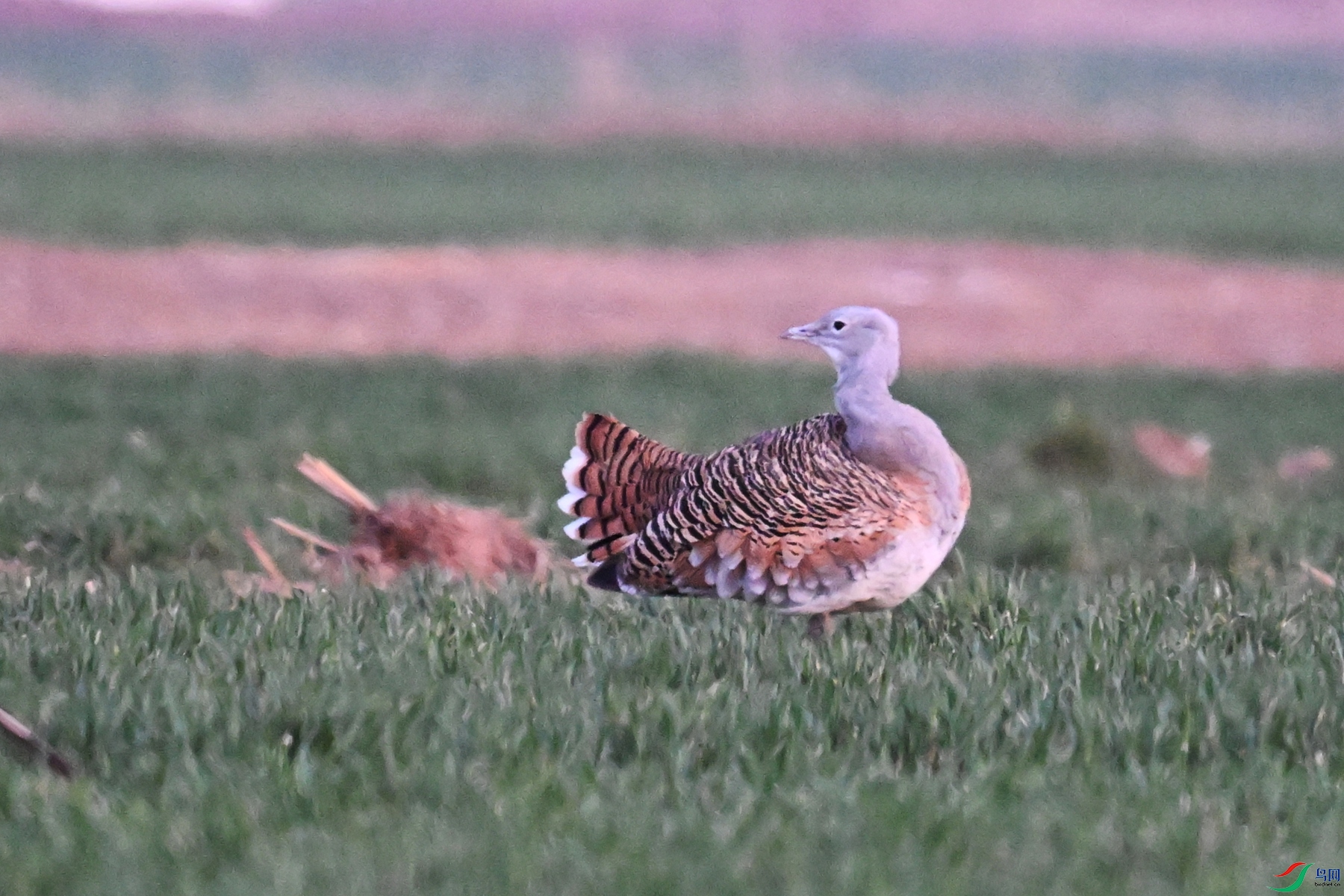 DSC_1829.JPG