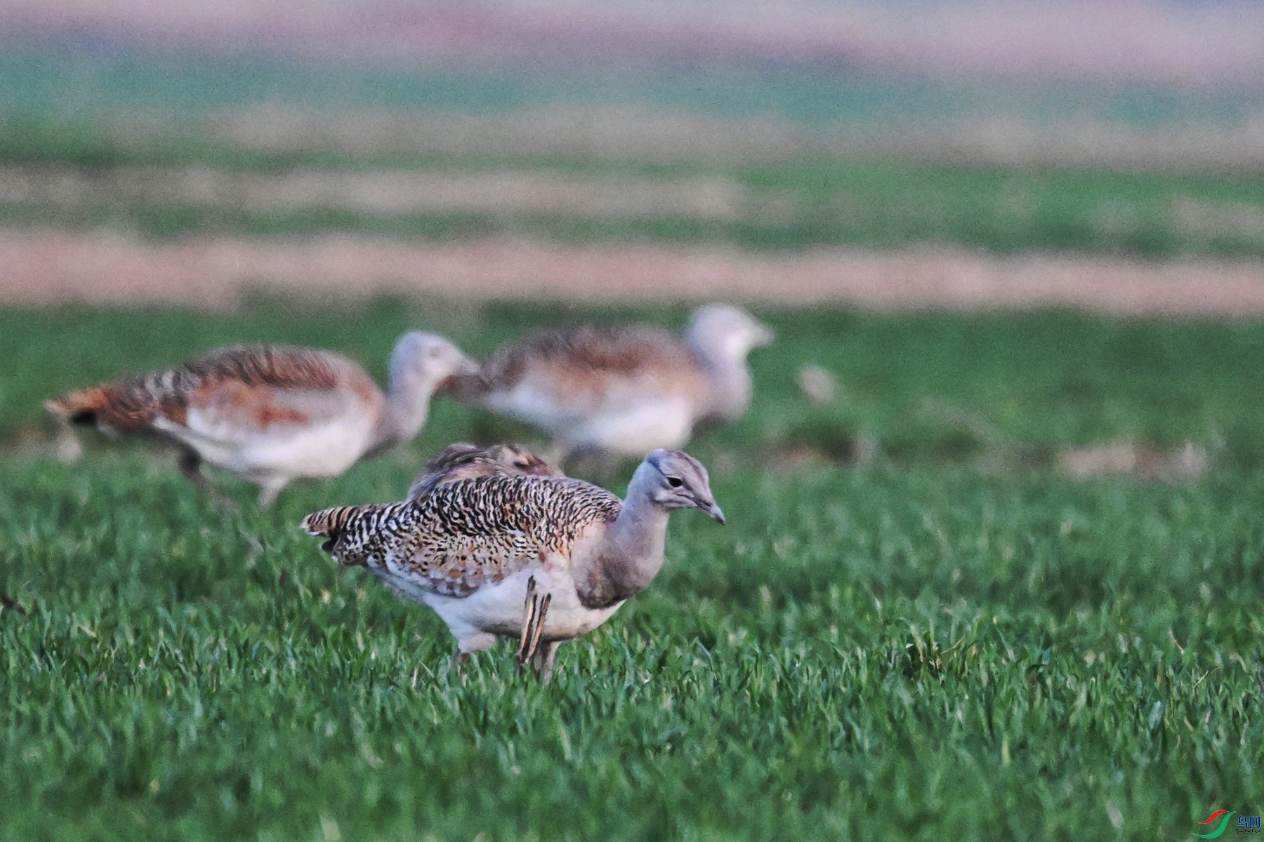 DSC_1842.JPG