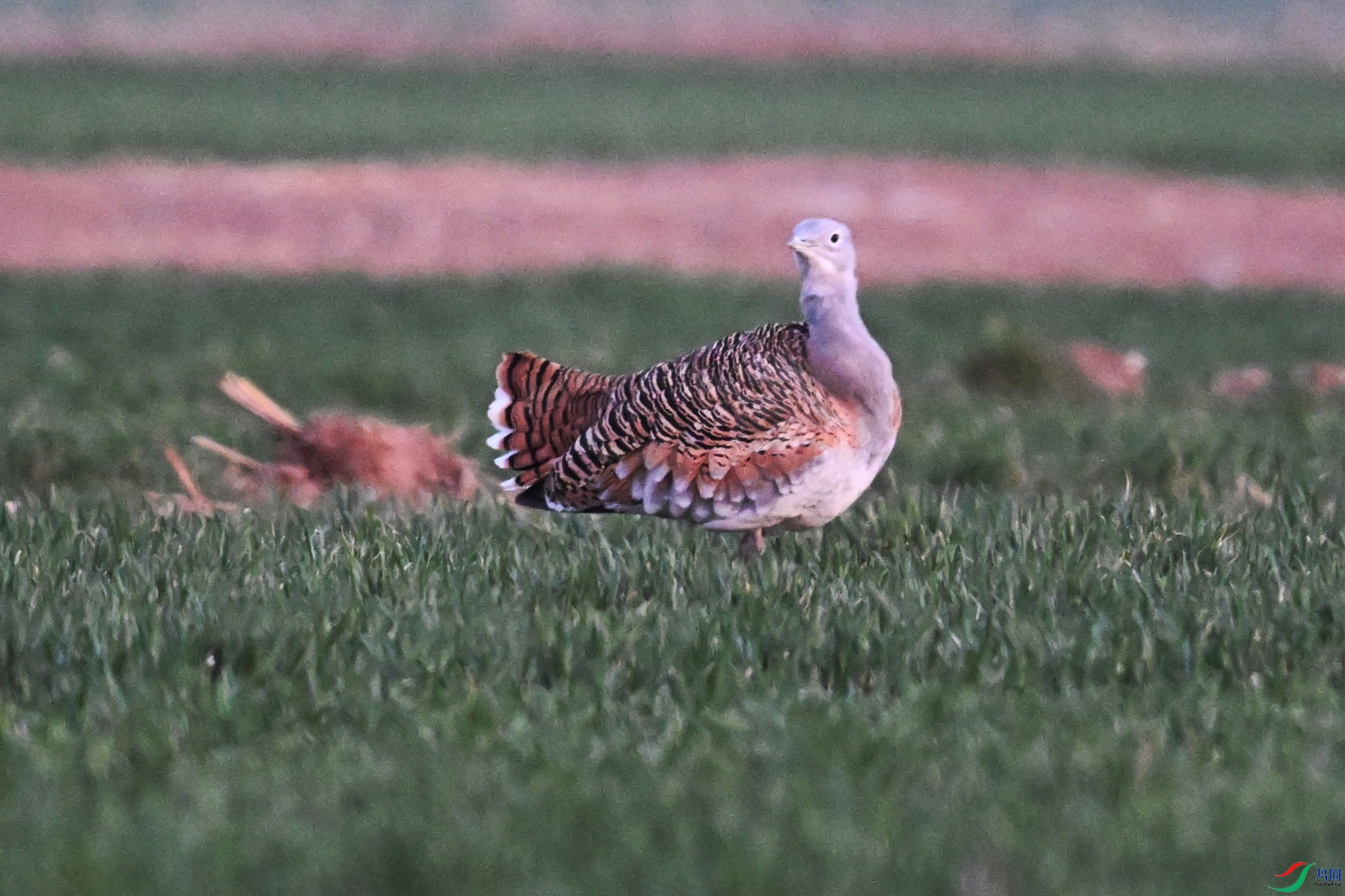 DSC_1825.JPG
